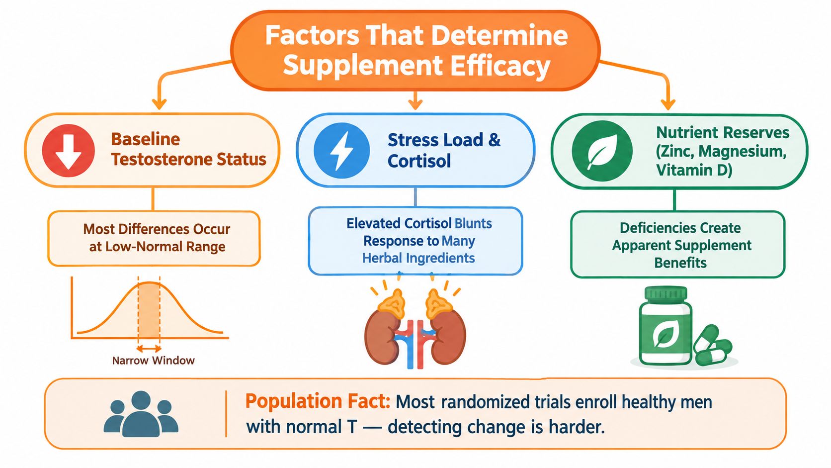 A diagram explaining factors that determine the efficacy of natural testosterone supplements, including baseline status, stress, and nutrients.