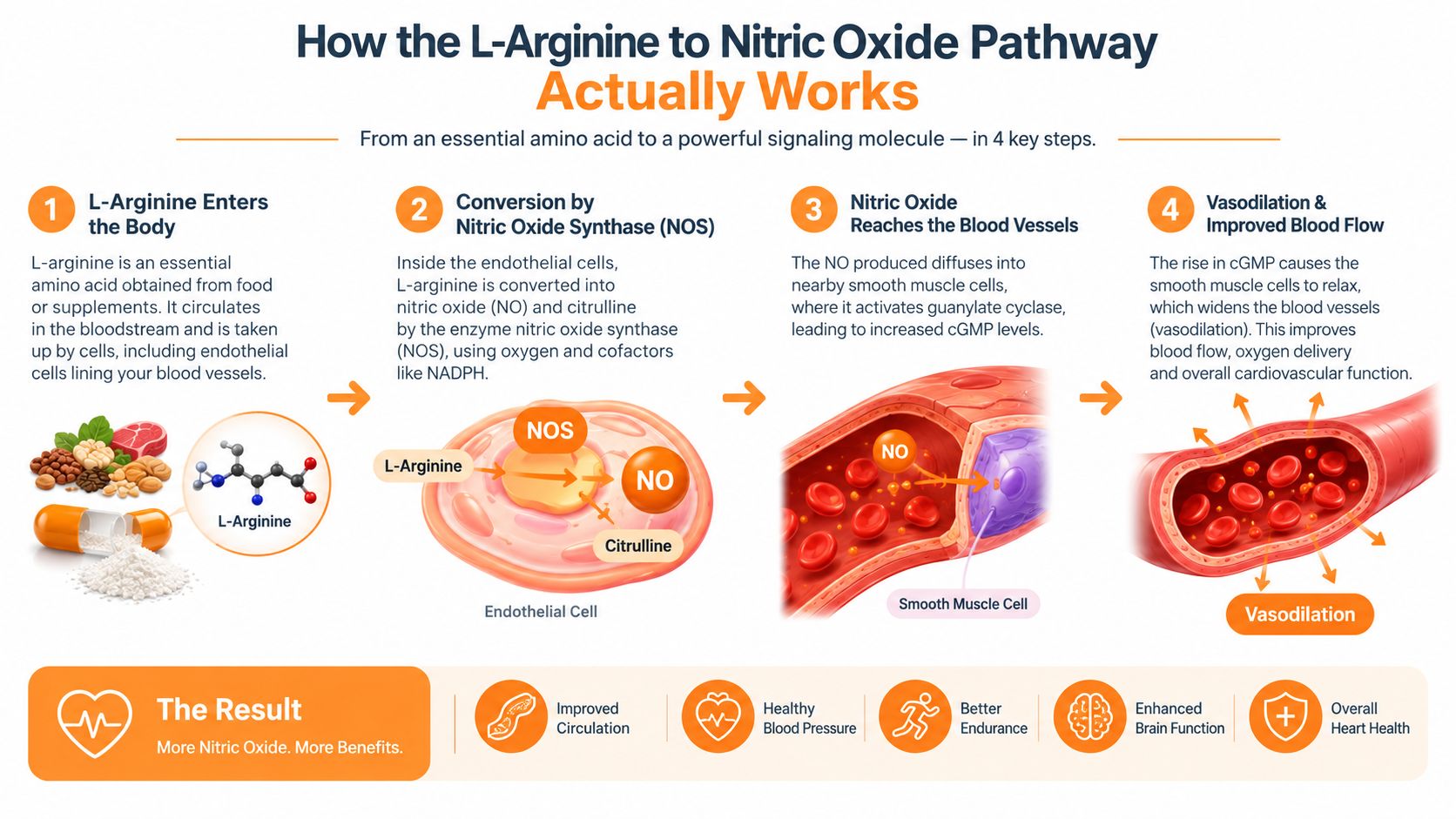 A diagram illustrating the four-step biological pathway from L-Arginine to Nitric Oxide production and vasodilation.