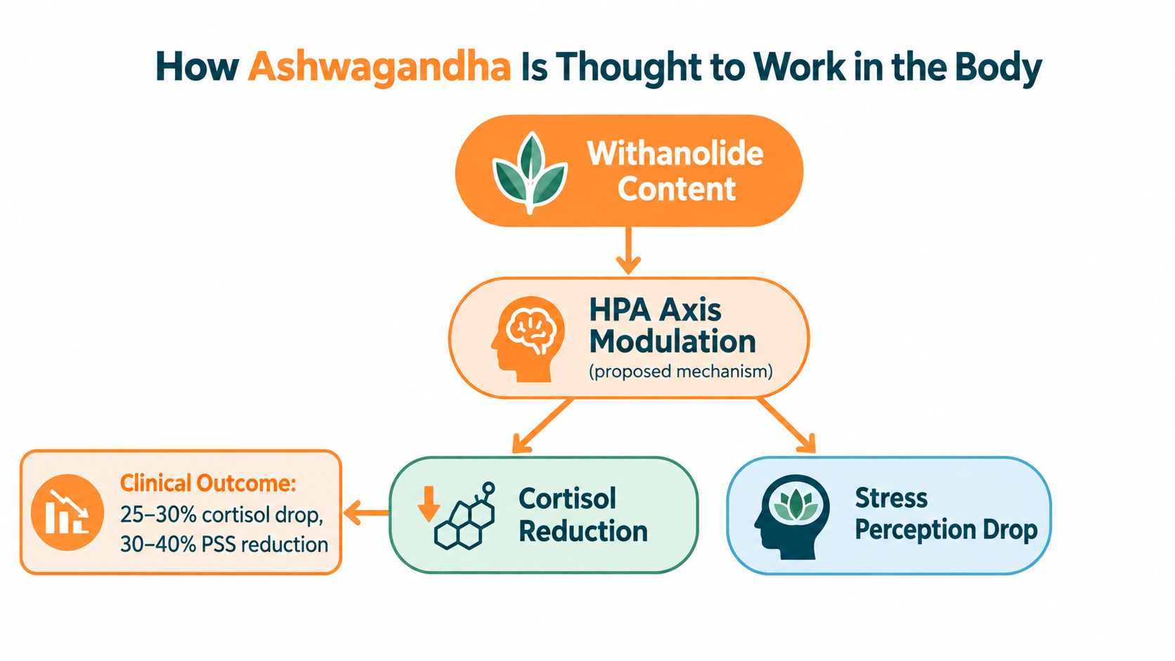 A diagram explaining how Ashwagandha works in the body through HPA axis modulation and cortisol reduction.