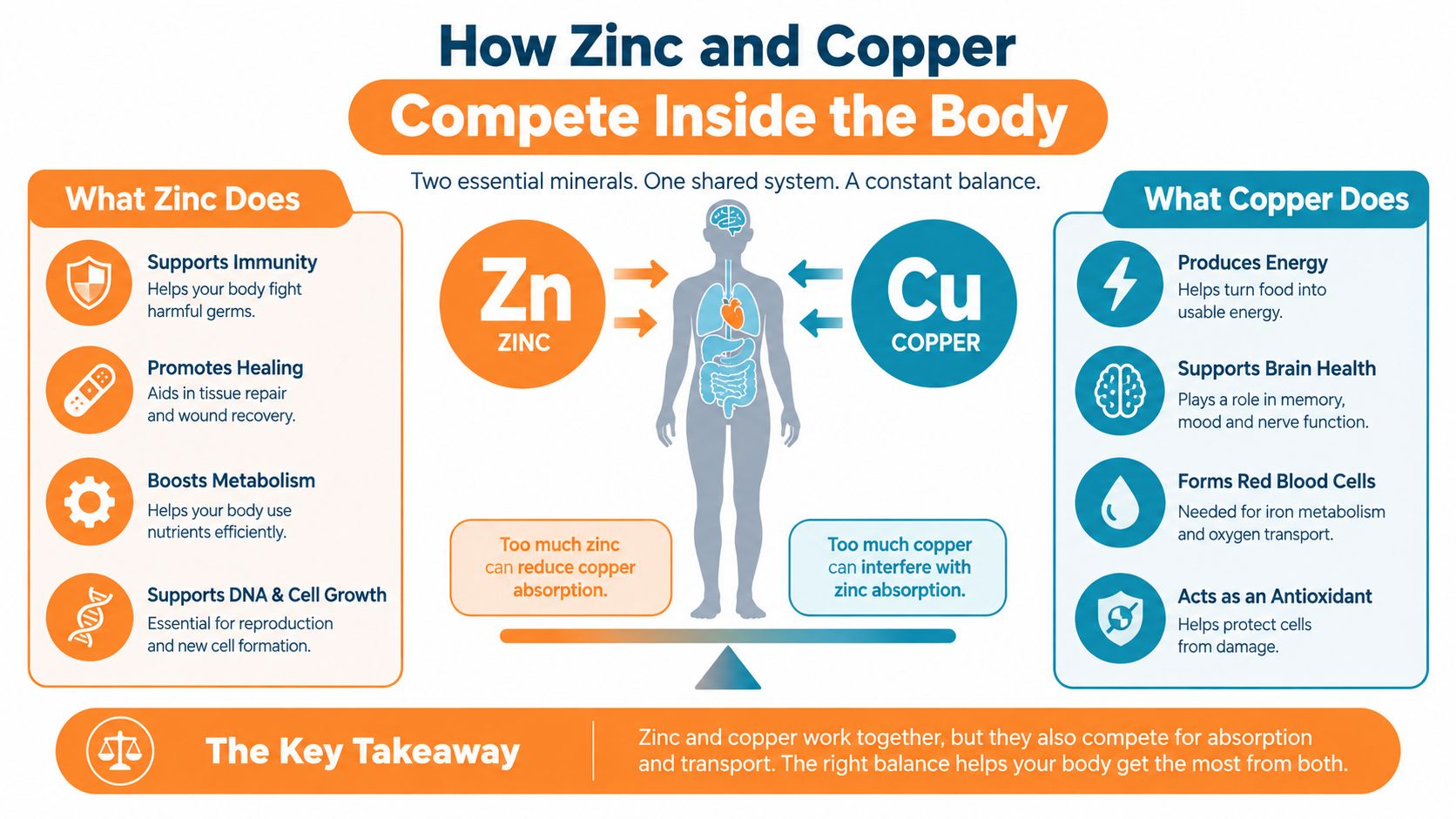 An infographic showing the balance between zinc and copper minerals and how they compete for absorption.