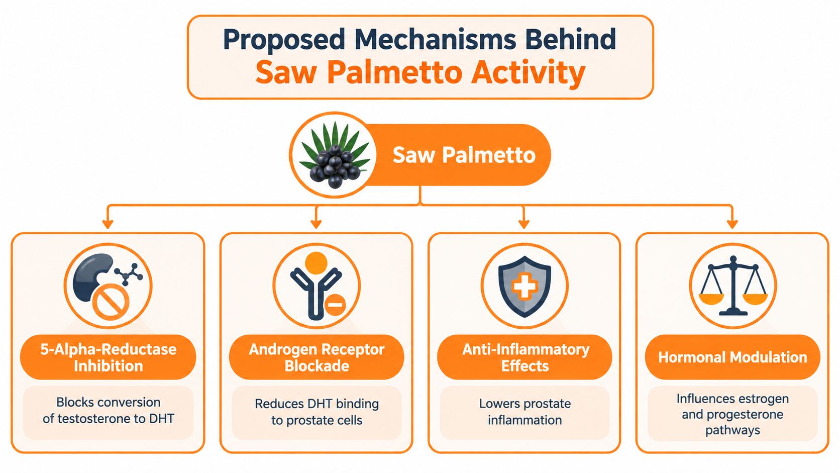A diagram illustrating the four proposed mechanisms of action for how Saw Palmetto supplements work.