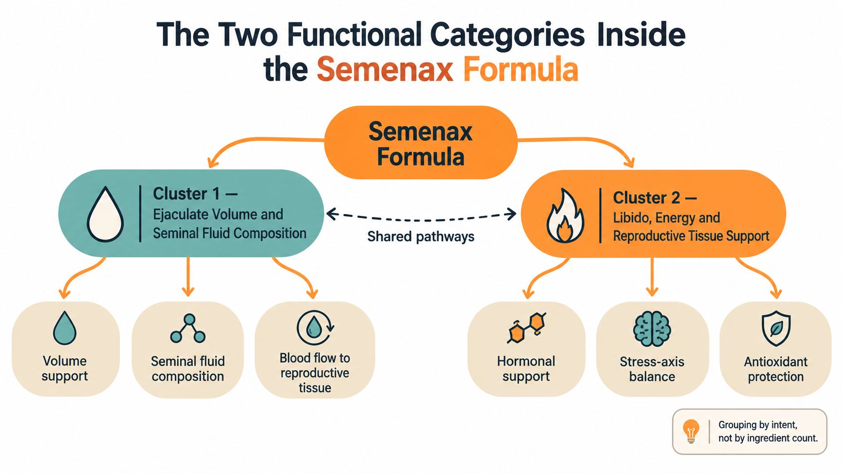 A diagram illustrating the two functional categories of the Semenax formula, highlighting volume support and reproductive health benefits.