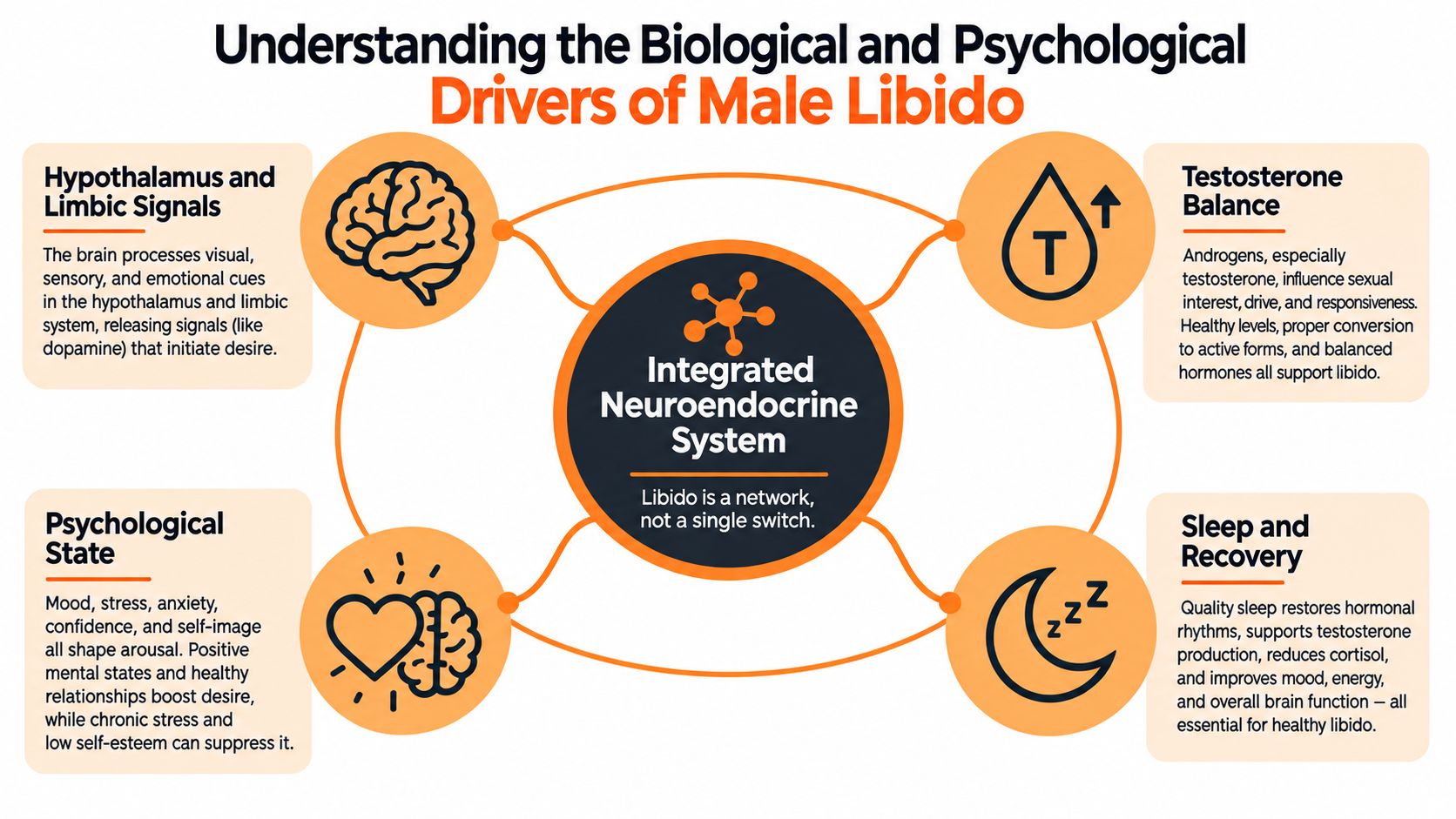 A diagram explaining the biological and psychological factors that influence and drive male sexual libido.