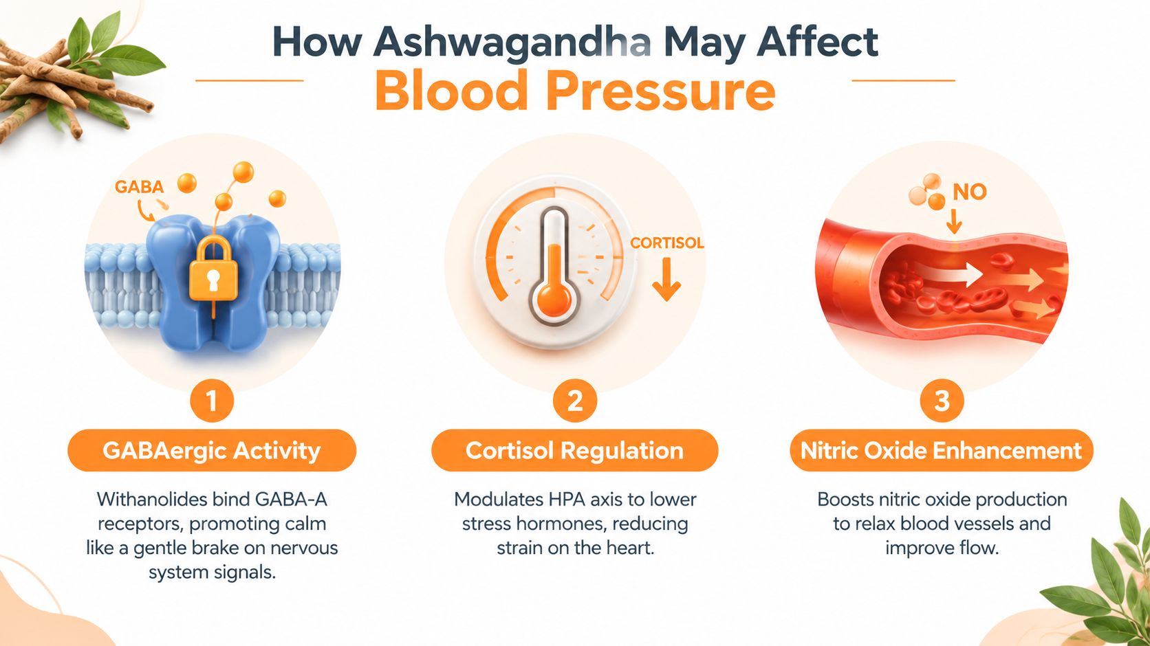 A diagram illustrating how Ashwagandha may lower blood pressure through GABAergic activity, cortisol regulation, and nitric oxide.