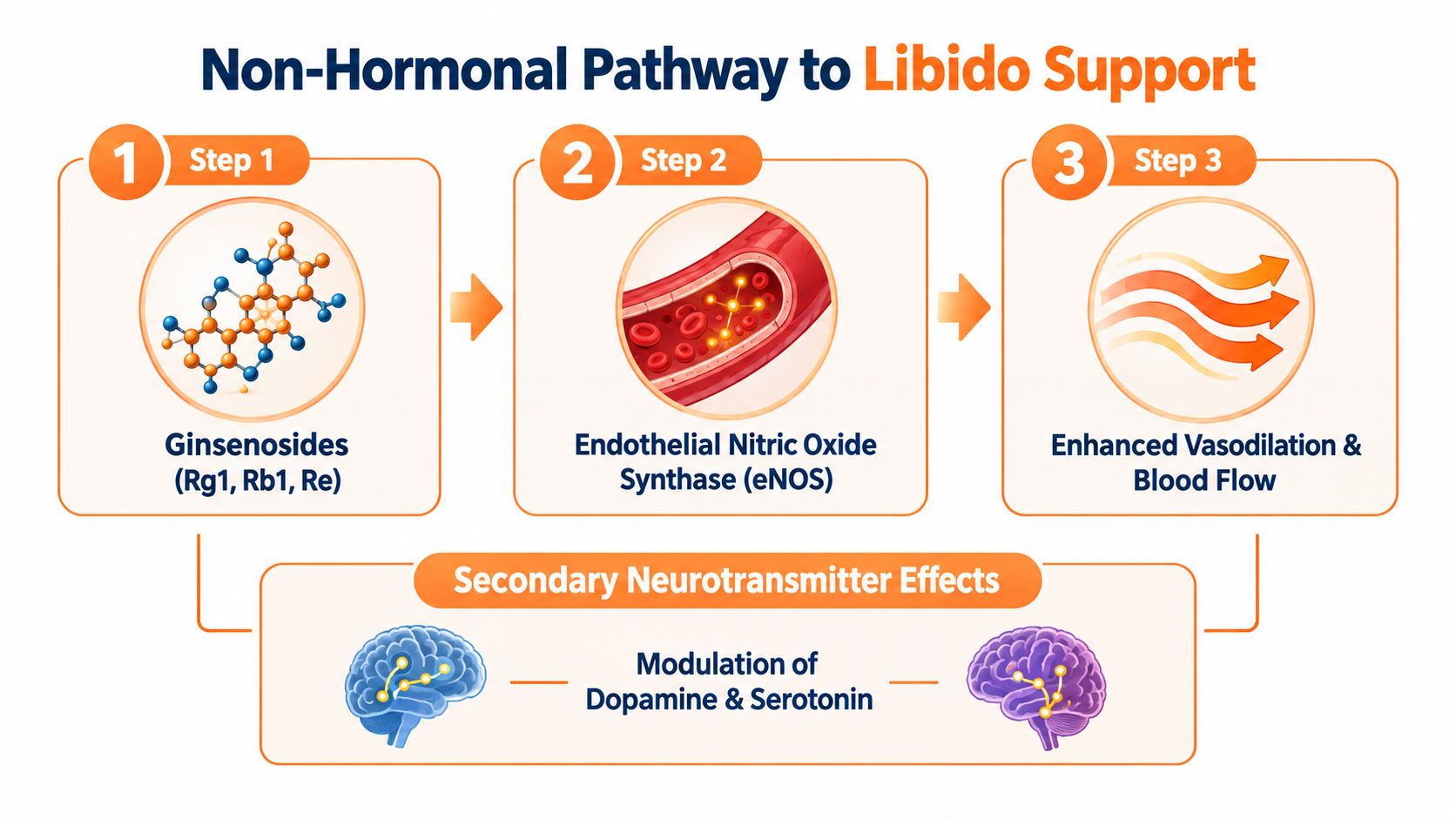 A diagram illustrating the non-hormonal biological pathway of Panax ginseng for supporting libido through improved blood flow.