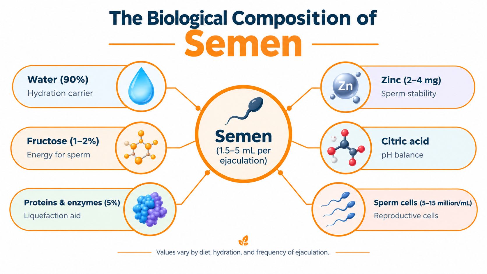 An infographic detailing the biological composition of human semen including components like water, fructose, proteins, zinc, and sperm.