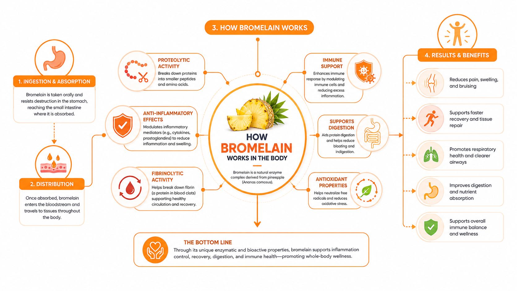 An infographic titled how bromelain works in the body showing its digestive, anti-inflammatory, and immune system benefits.