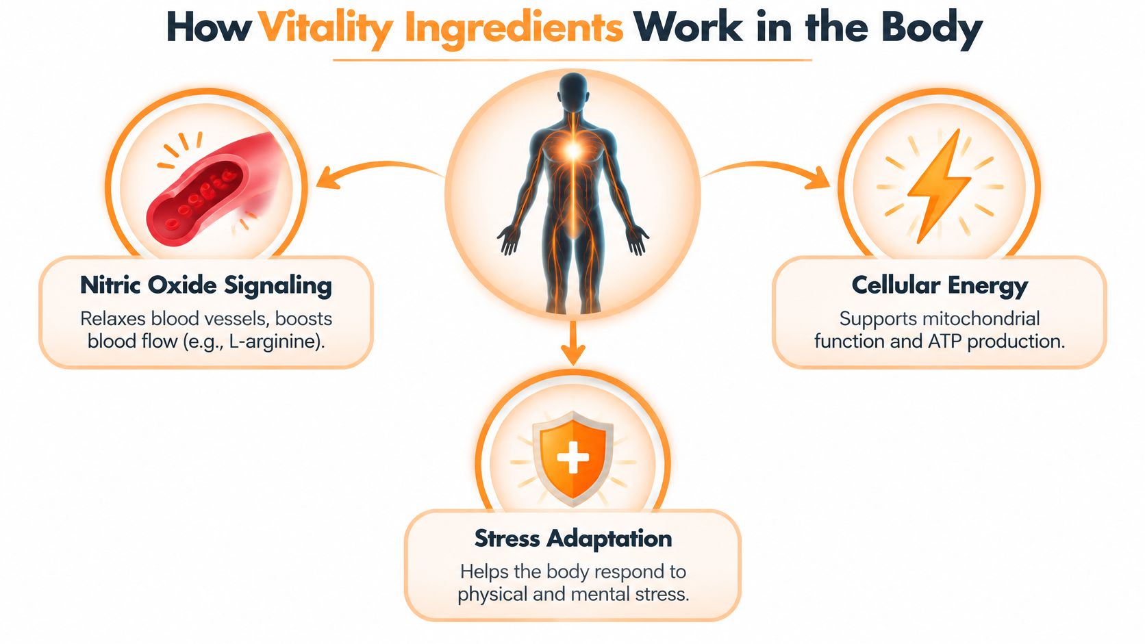 A diagram illustrating how vitality ingredients support blood flow, cellular energy, and stress adaptation in the human body.