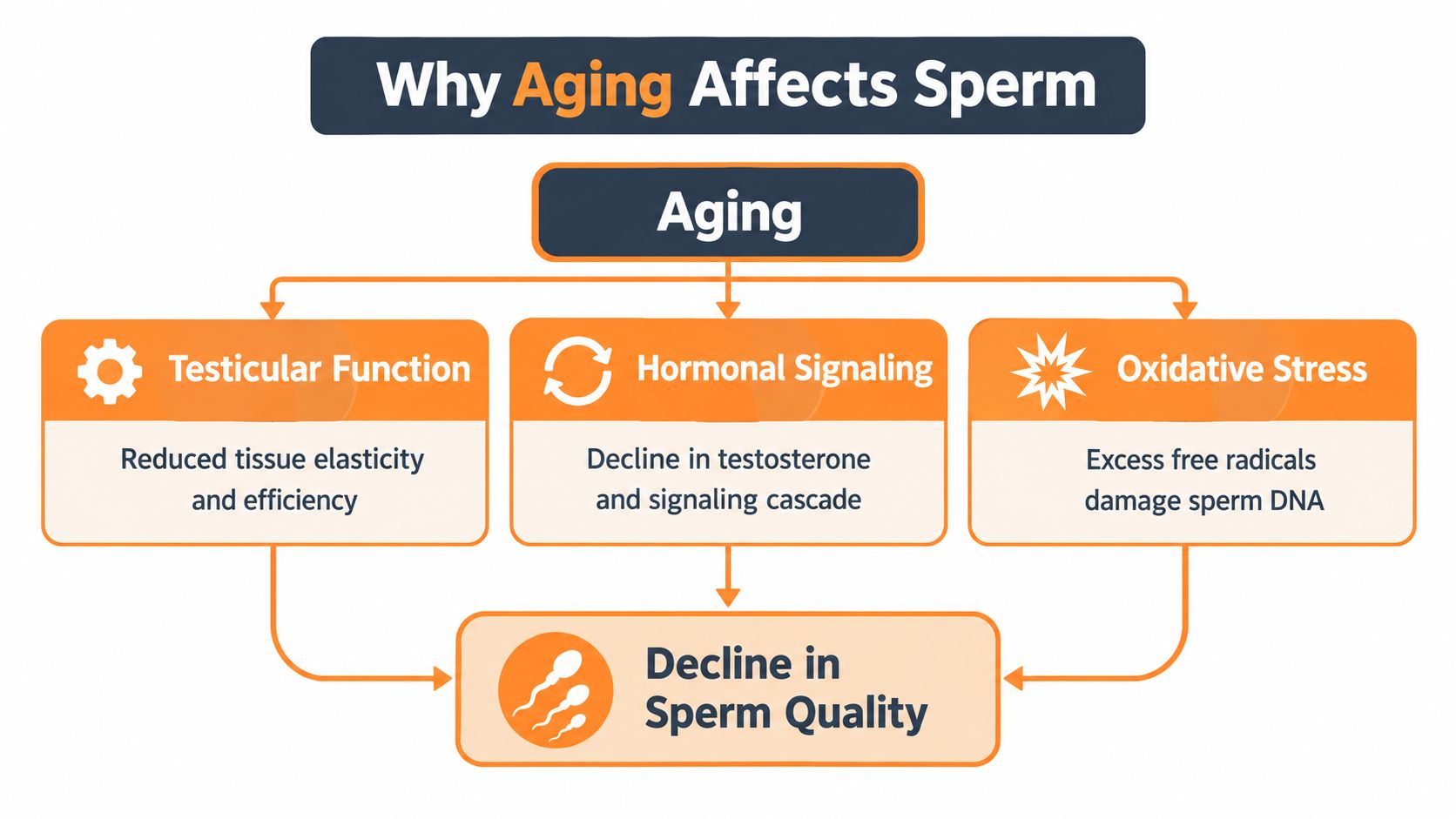 A flowchart explaining how aging affects sperm through testicular function, hormonal signaling, and oxidative stress pathways.