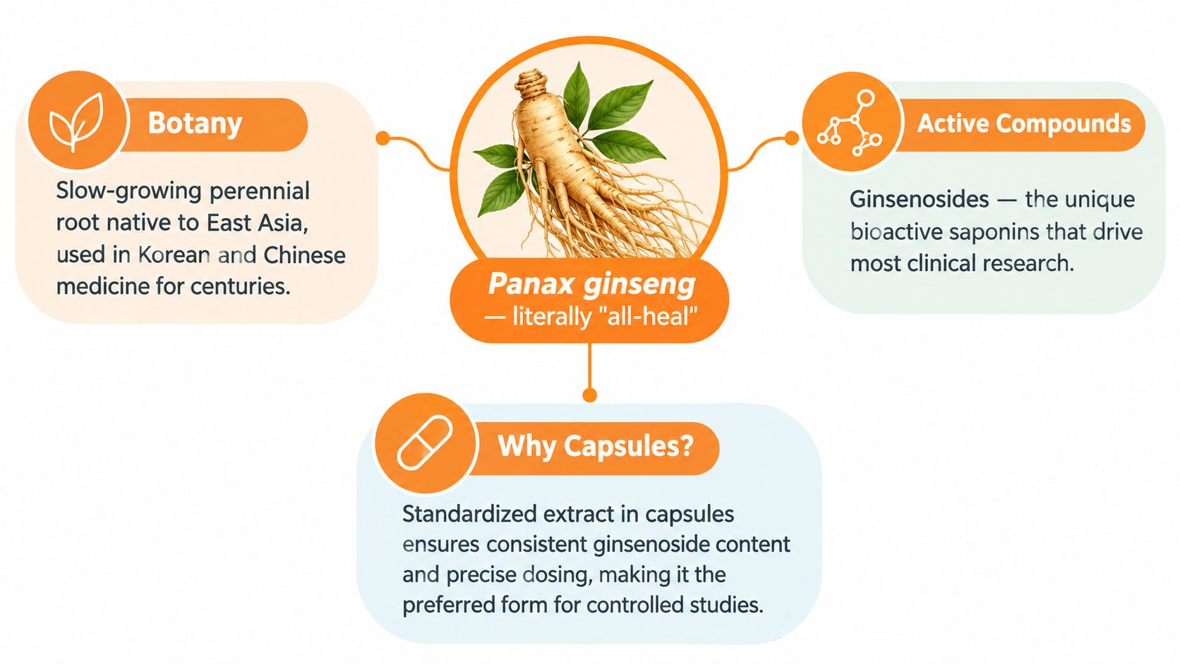 An infographic showing facts about Panax ginseng, including its botany, active compounds, and use in capsules.
