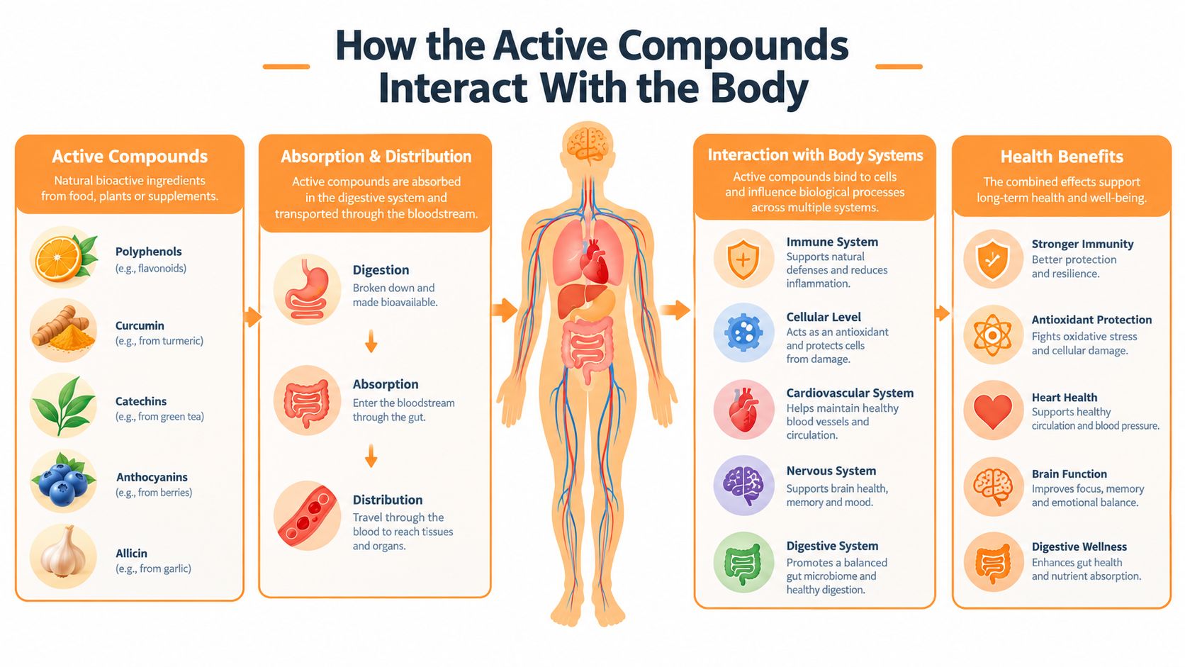 A diagram illustrating how natural active compounds from food are absorbed and affect human body systems.