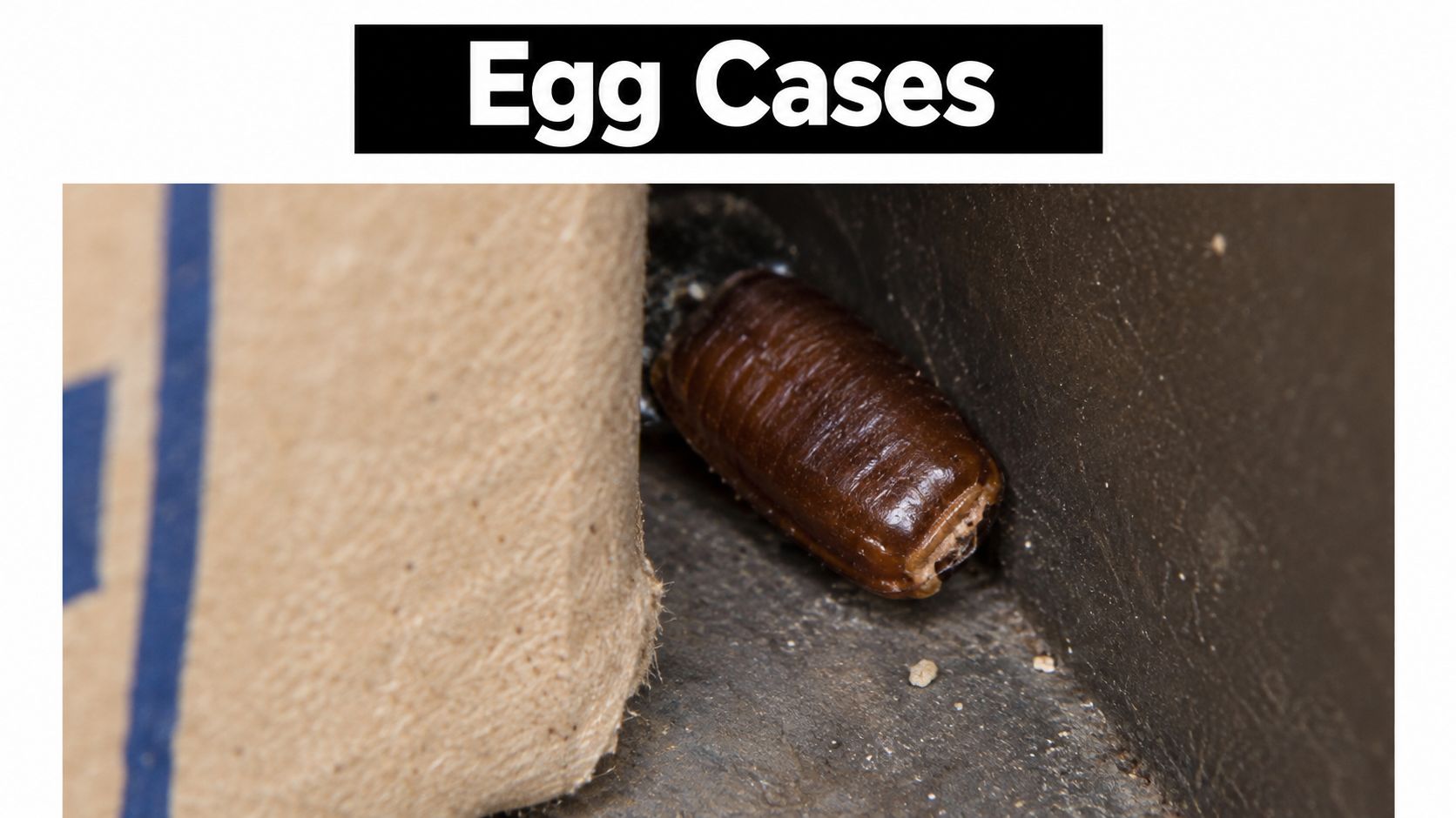 A close-up view of a dark brown cockroach egg case tucked into a small crevice corner.