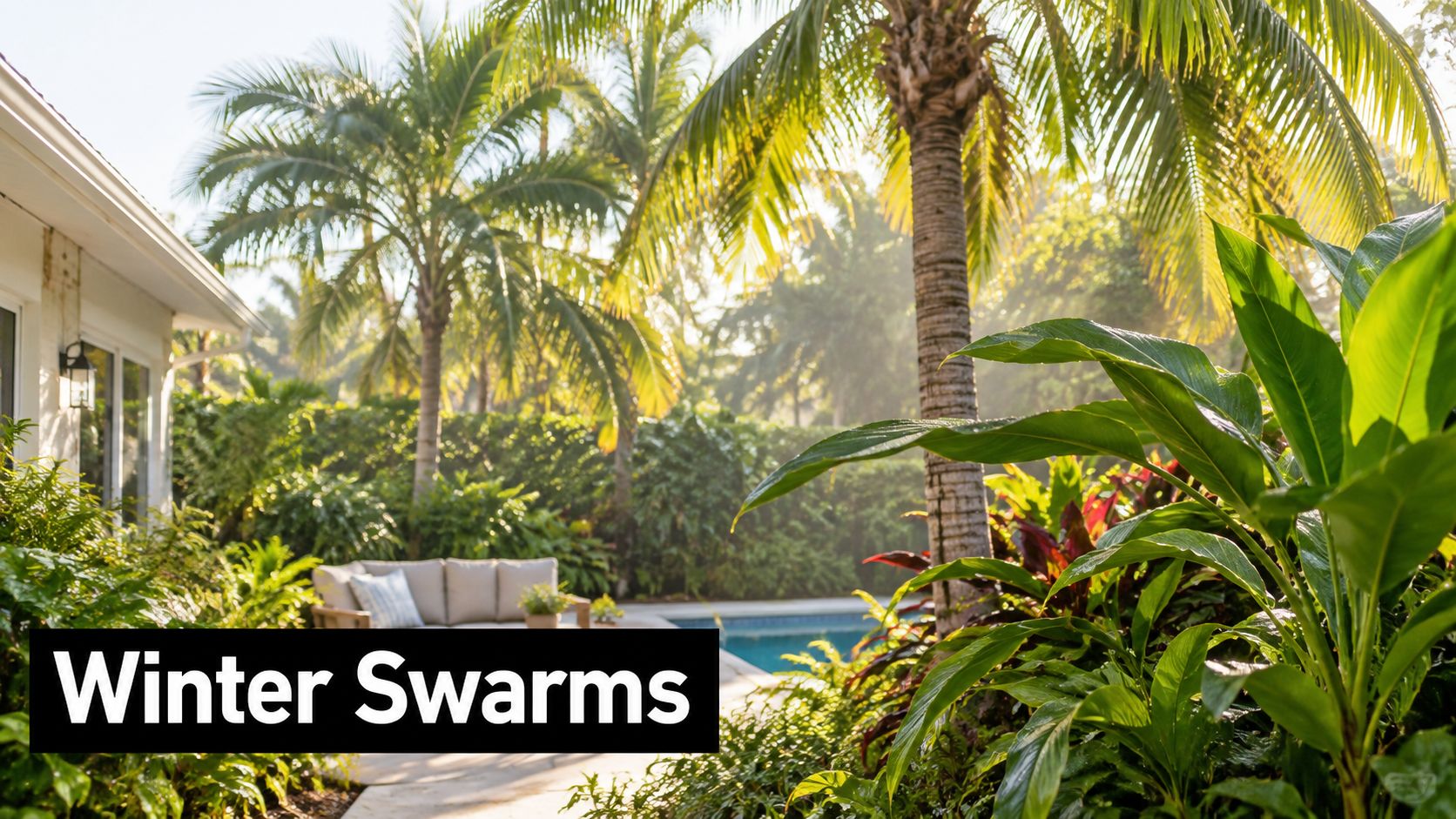 A serene tropical backyard featuring a sunny swimming pool and lush greenery, symbolizing a potential termite habitat.