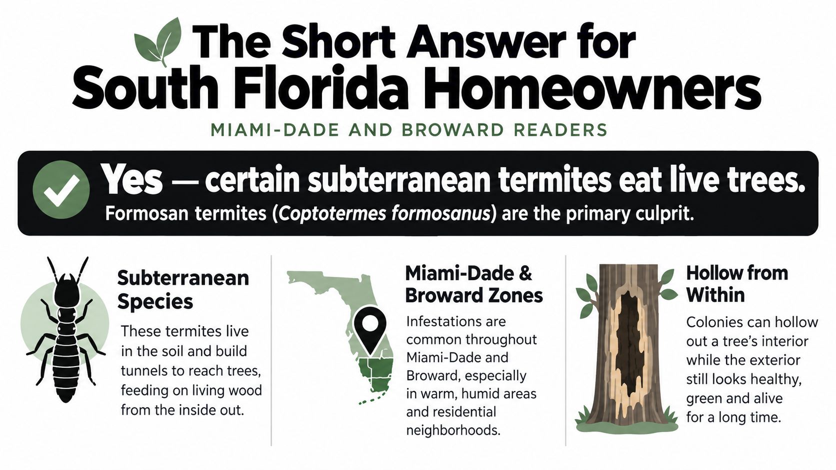 An infographic informing South Florida homeowners that Formosan subterranean termites eat live trees from the inside out.