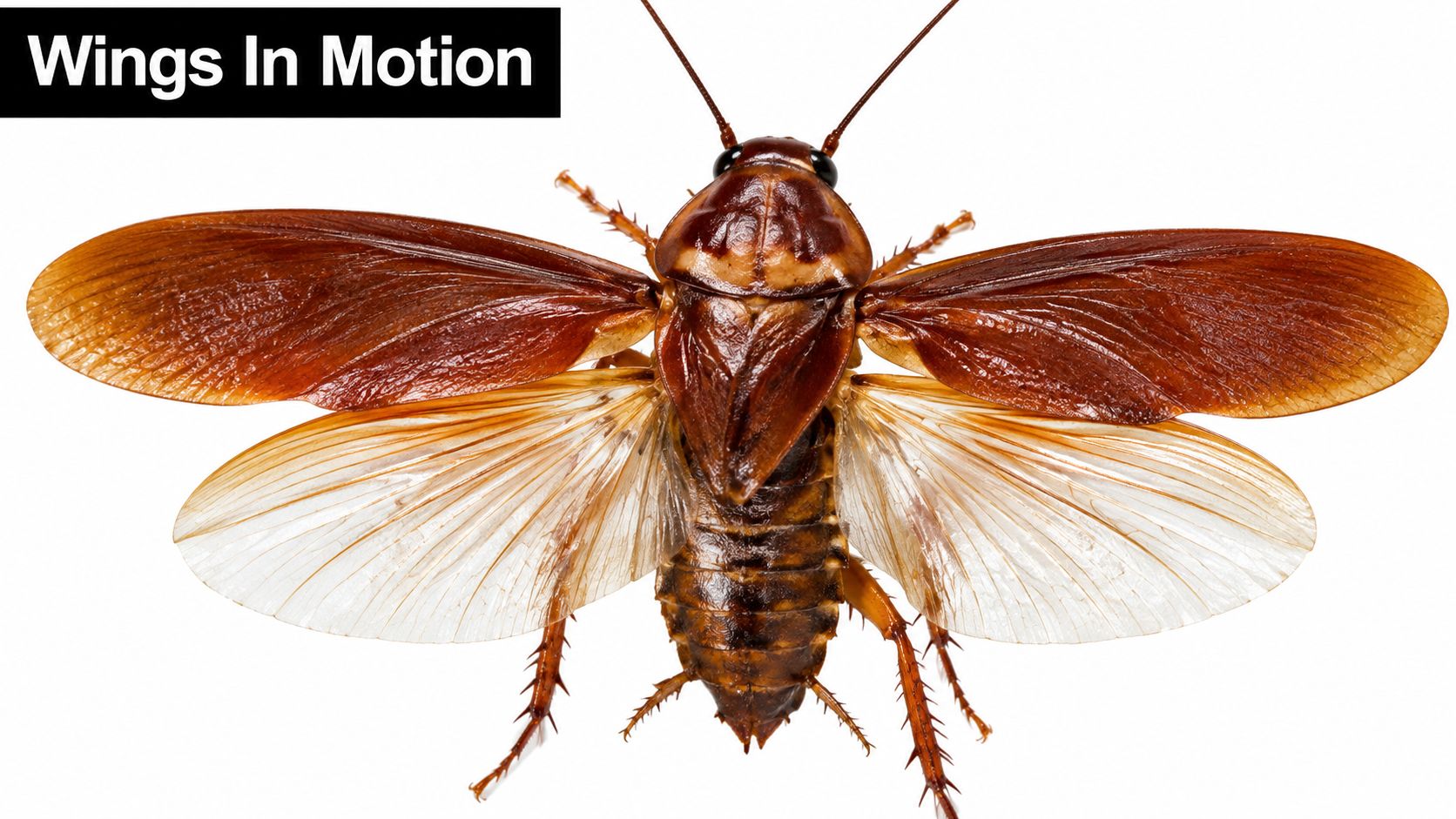 A close-up top-down view of a large brown cockroach with its wings fully spread out against white.