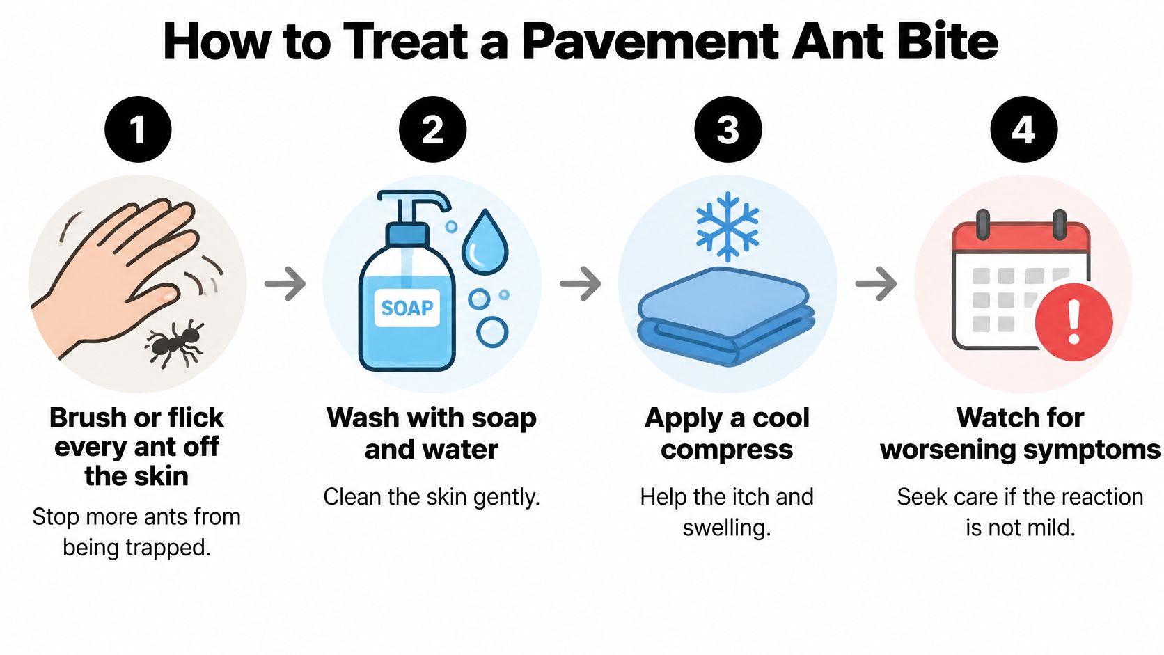 A four-step infographic illustrating how to treat a pavement ant bite, from removal to monitoring symptoms.