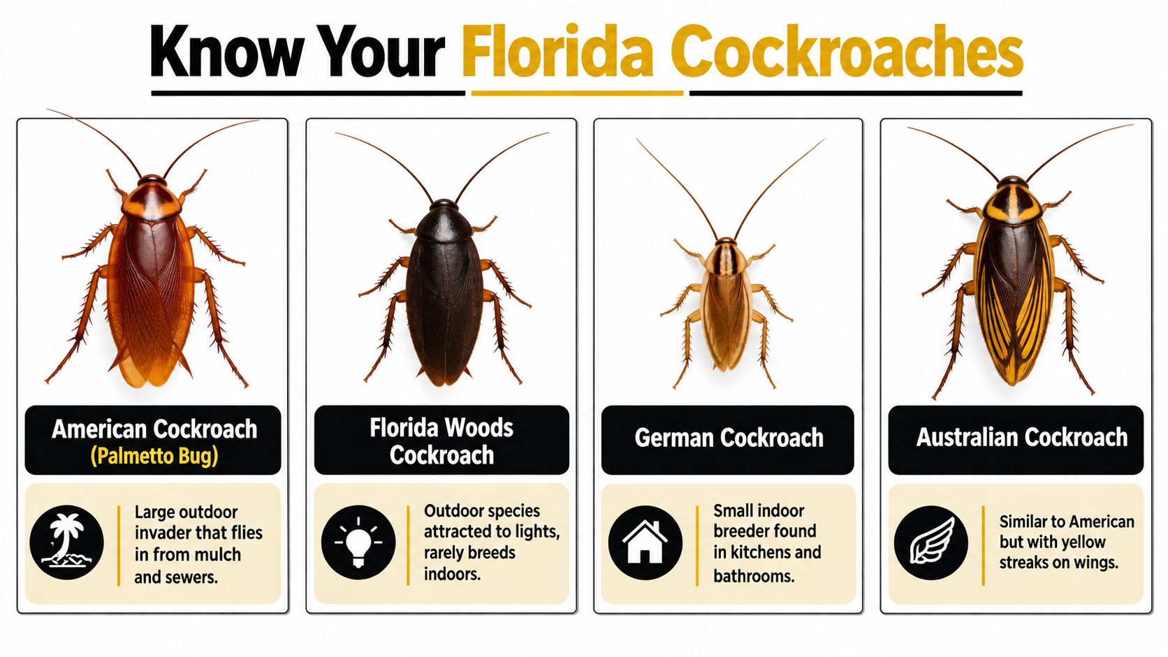 An infographic showing four common types of Florida cockroaches with identifying characteristics and habitat descriptions.
