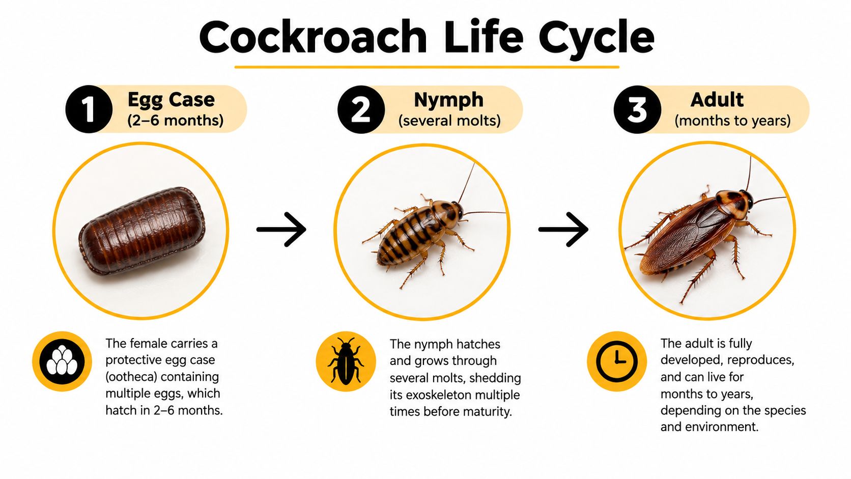 A diagram illustrating the three stages of a cockroach life cycle from egg case to adult.