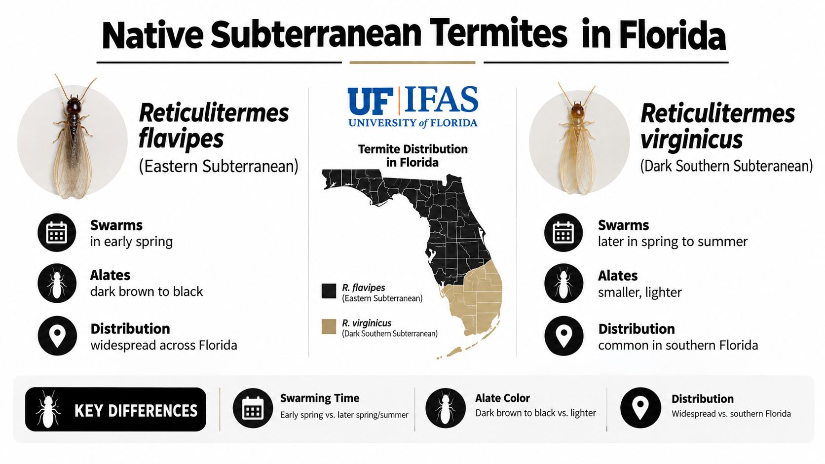 An educational infographic comparing Reticulitermes flavipes and Reticulitermes virginicus termite species found in Florida, illustrating key differences.