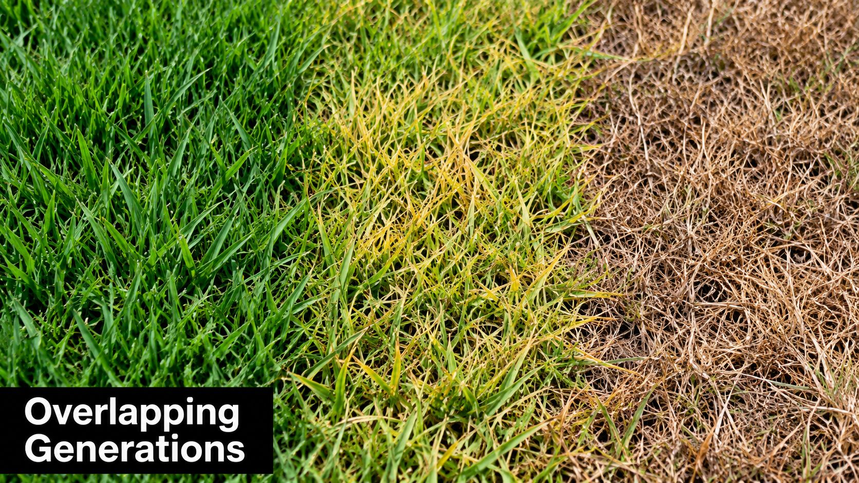 A close-up of grass showing a gradient of damage from green to yellow to dry brown patches.