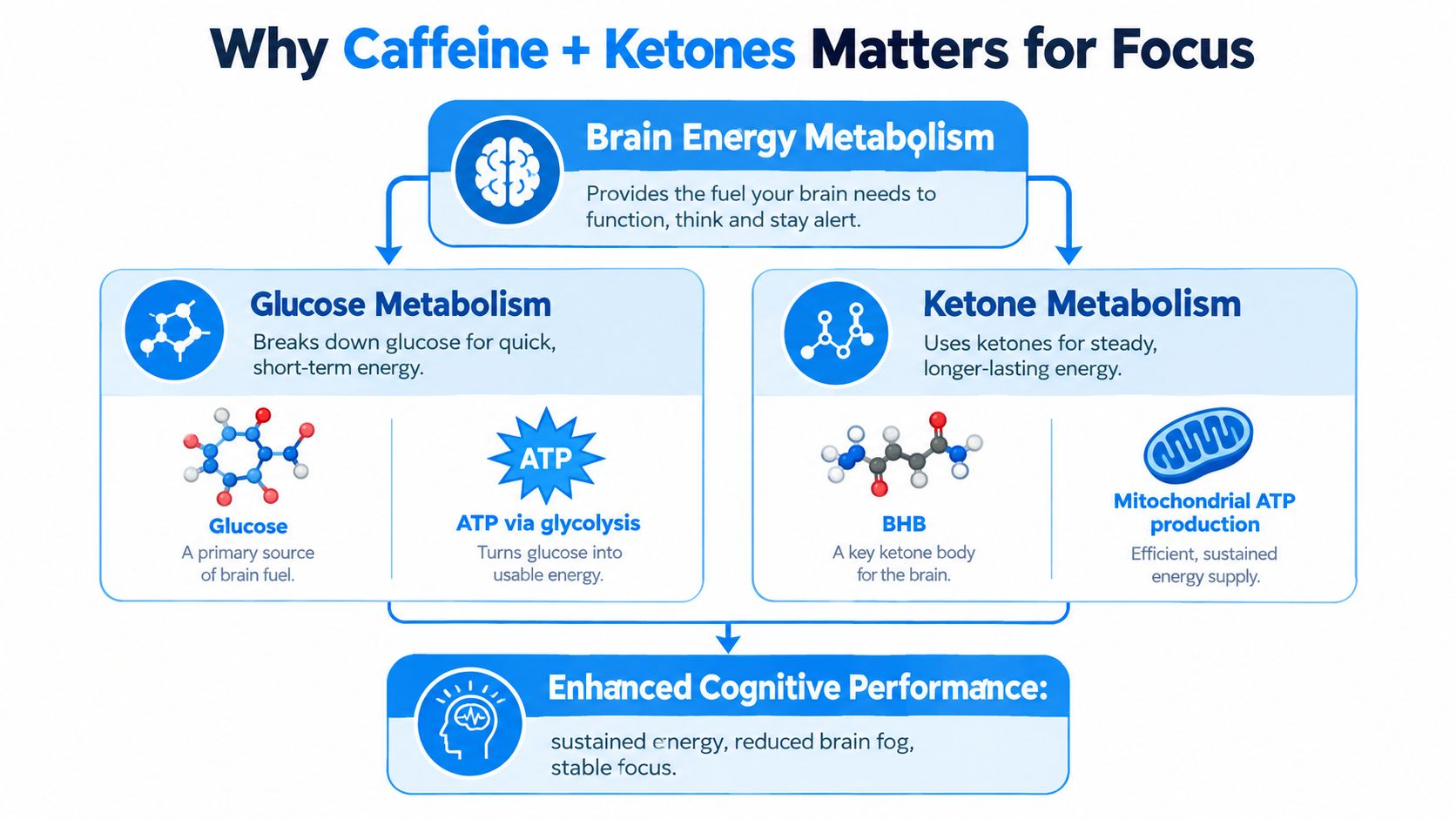 An infographic showing how caffeine and ketones optimize brain energy metabolism to improve cognitive performance and focus.