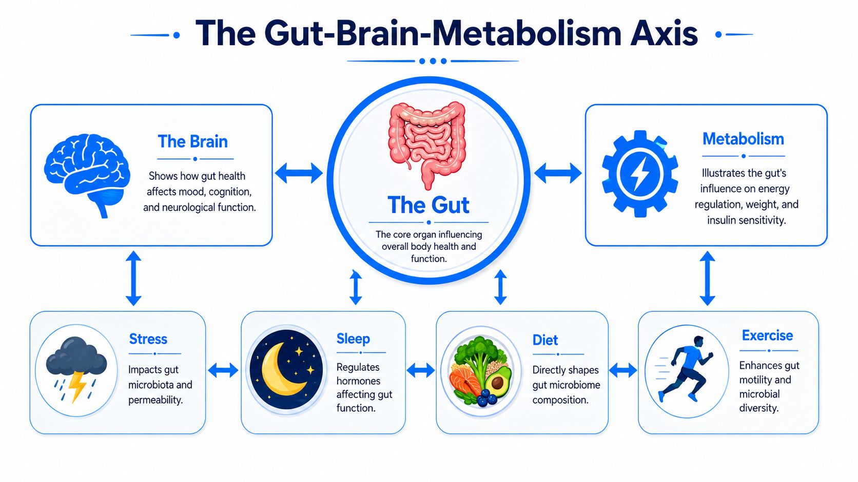 An educational diagram showing the gut-brain-metabolism axis and how lifestyle factors like diet and exercise influence health.