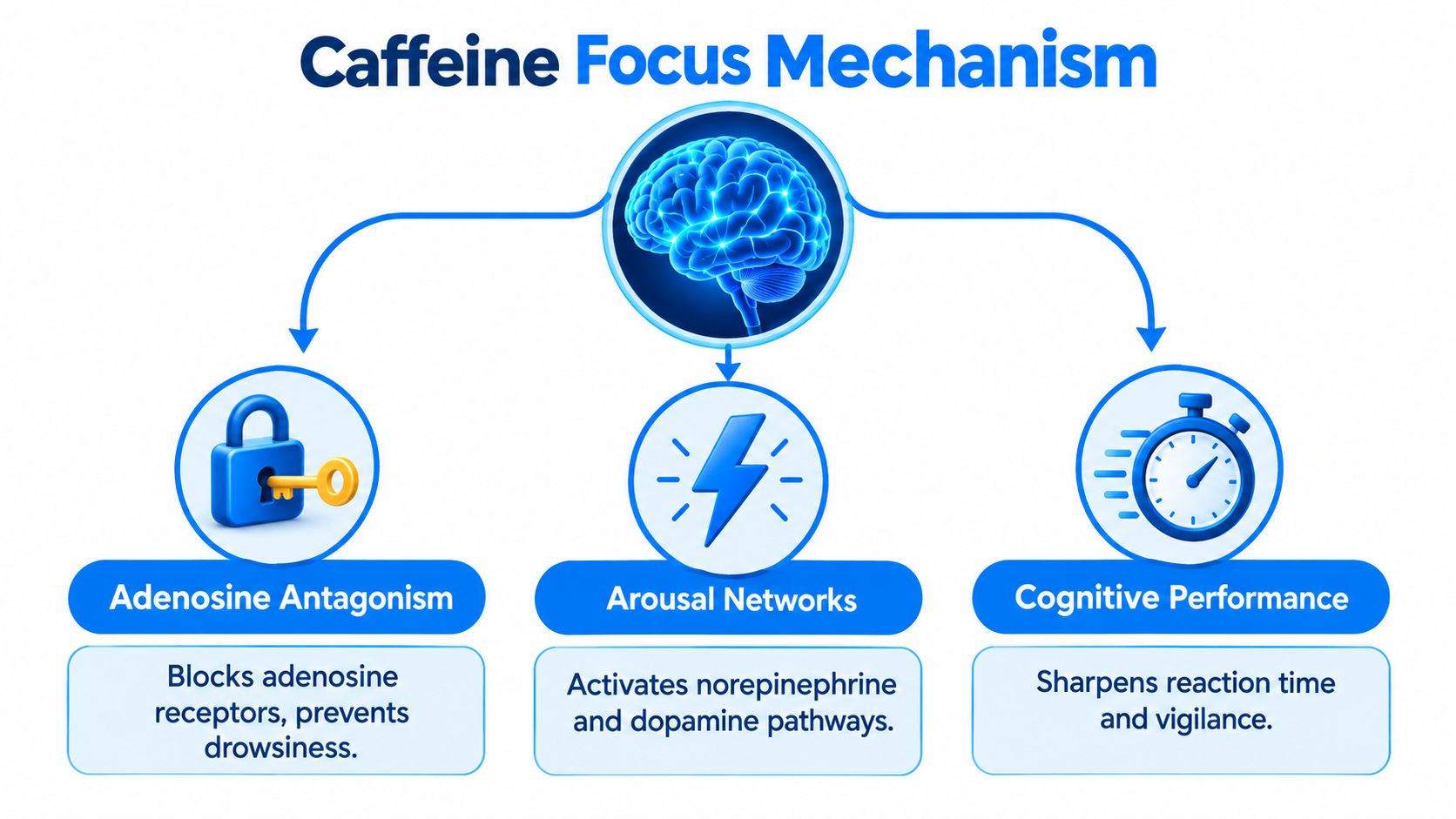 A diagram illustrating the biological process of how caffeine increases focus, alertness, and cognitive performance.