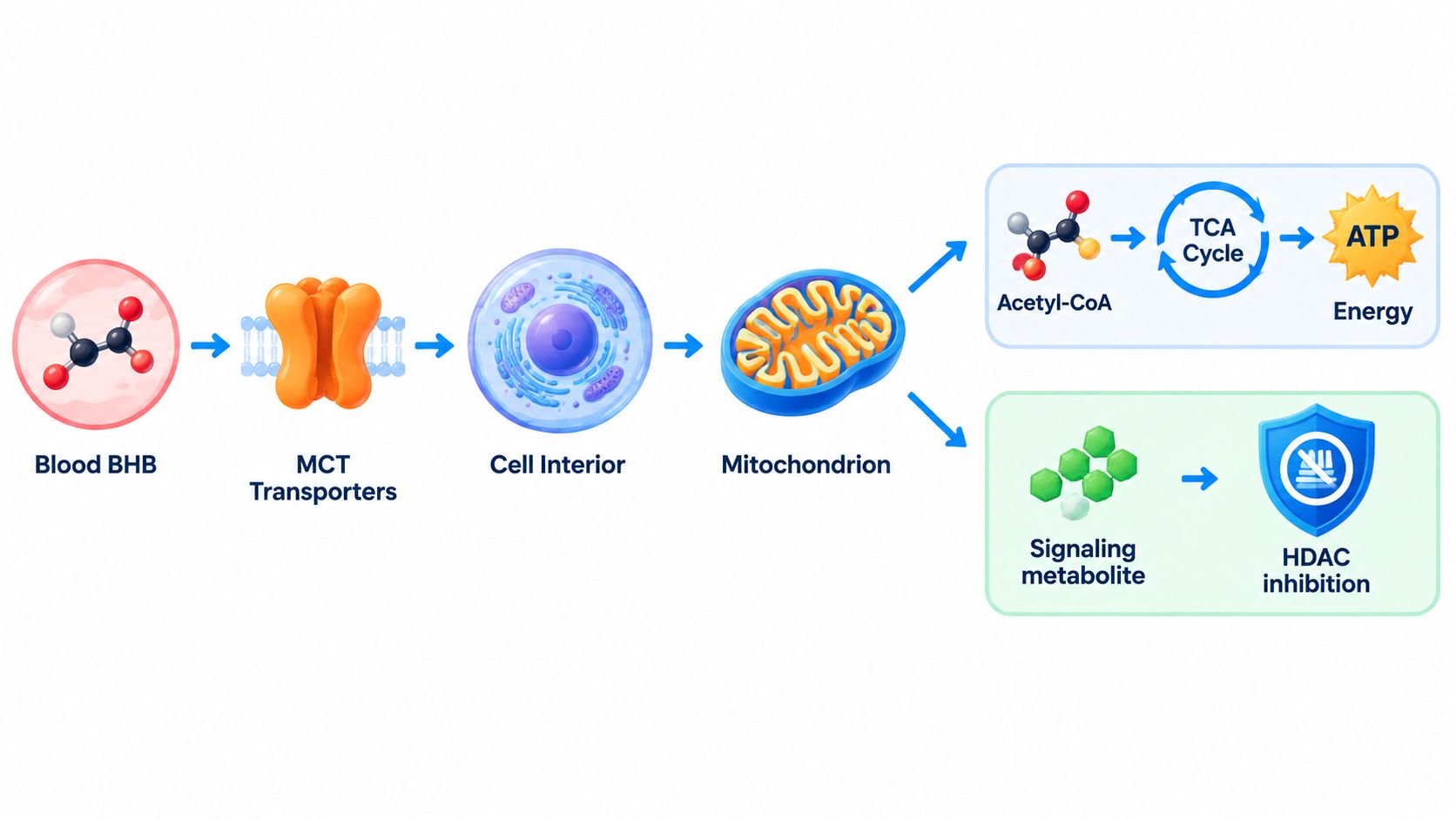 A diagram illustrating how blood BHB enters cells via MCT transporters to produce energy and inhibit HDAC.