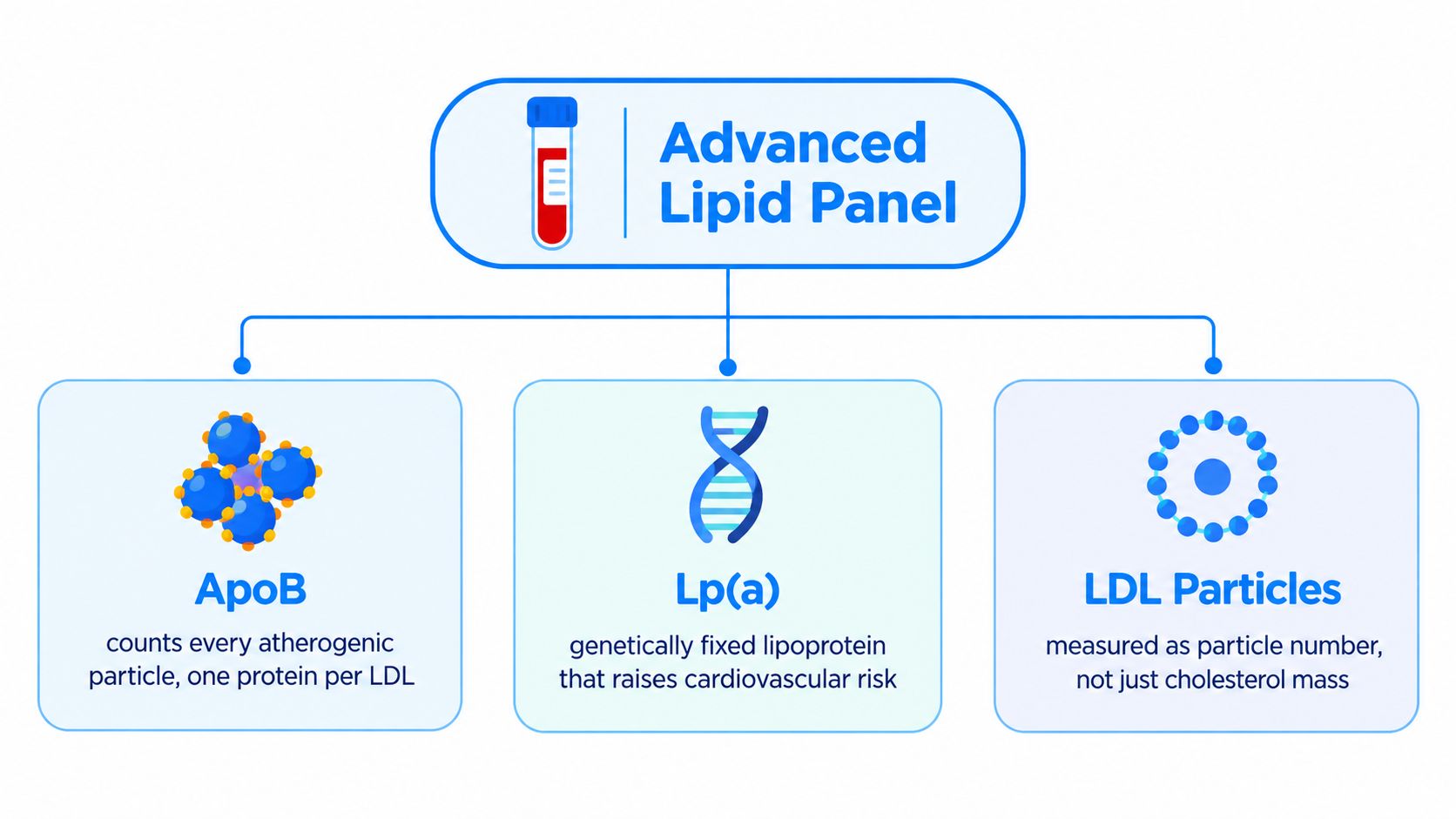 An infographic showing the components of an advanced lipid panel including ApoB, Lp(a), and LDL particle count.