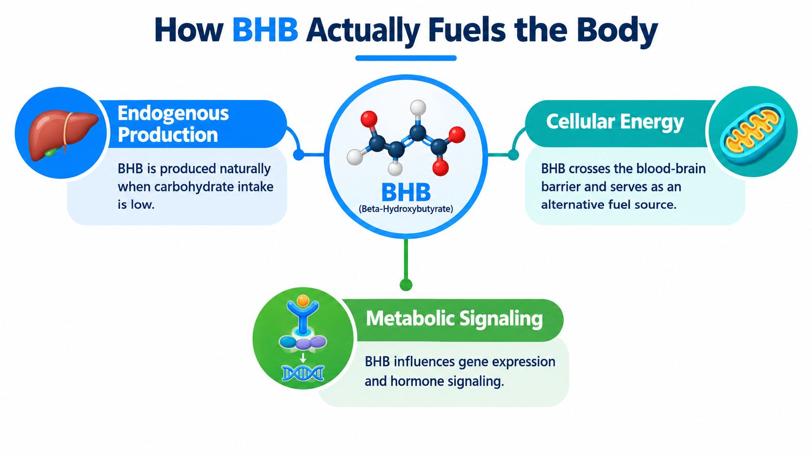 An infographic showing how BHB fuels the body through endogenous production, cellular energy, and metabolic signaling pathways.
