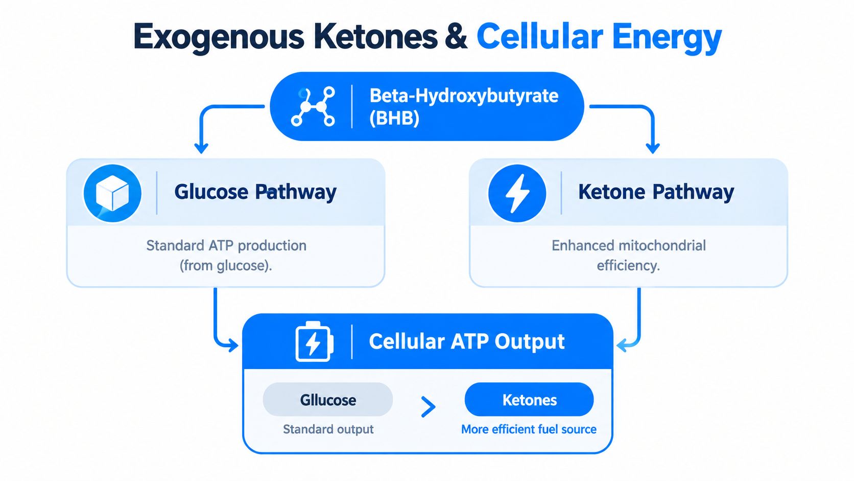 A diagram comparing the energy efficiency of the glucose pathway versus the ketone pathway in cells.