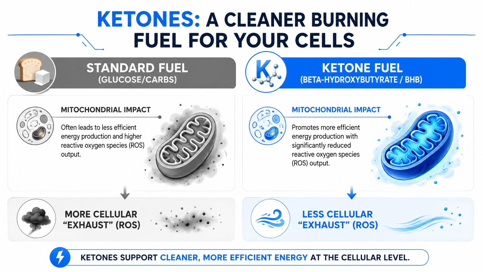 A diagram comparing standard glucose fuel and ketone fuel in mitochondria, illustrating oxidative stress reduction and cellular efficiency.