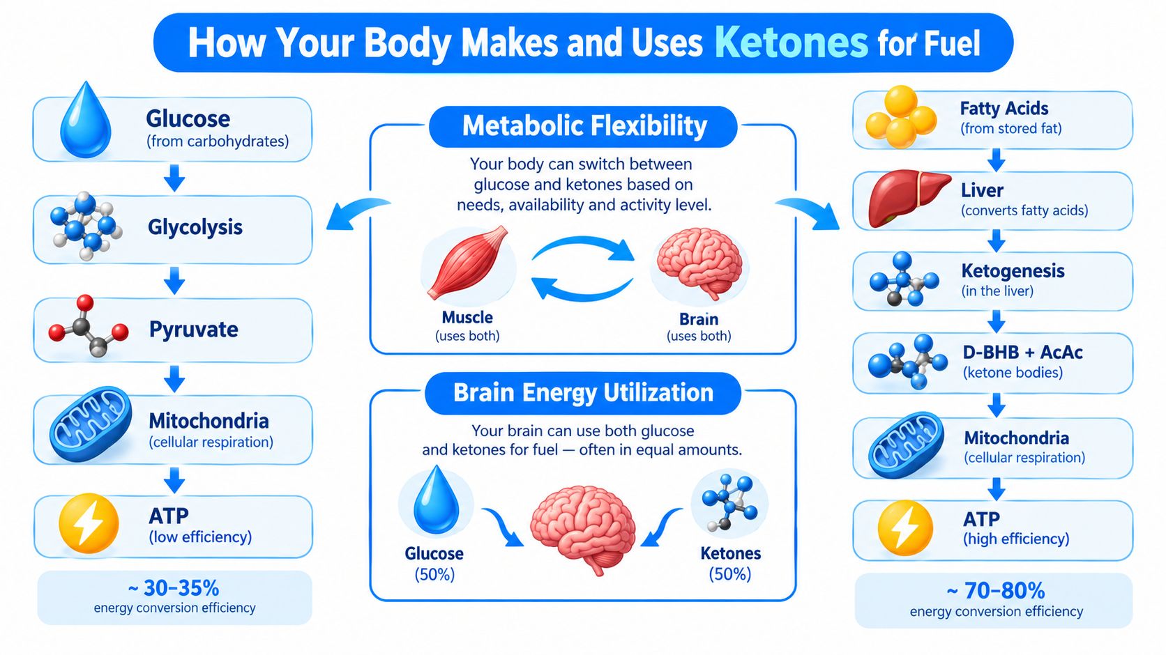 A diagram illustrating how the human body metabolizes glucose and fatty acids into energy via ketones.