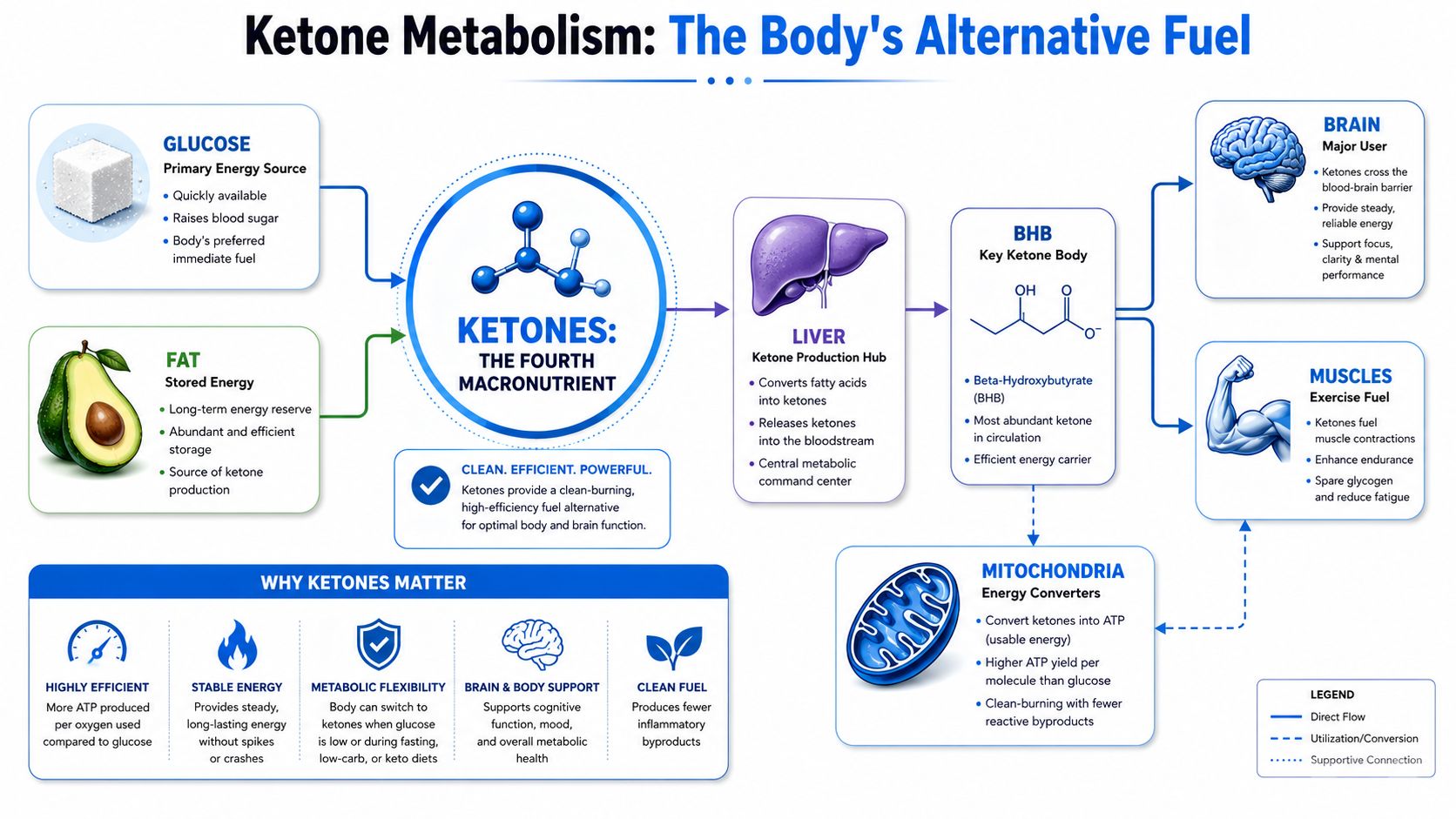 A diagram illustrating how the body converts fat into ketones to serve as an alternative energy source.