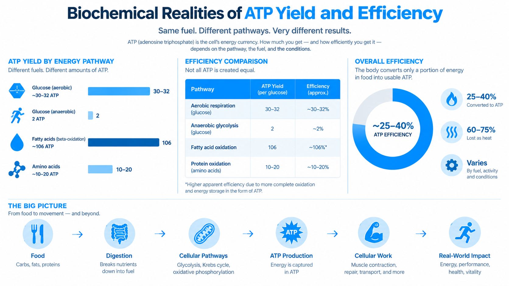 An infographic detailing ATP yield and energy efficiency across various metabolic pathways, from food intake to cellular work.