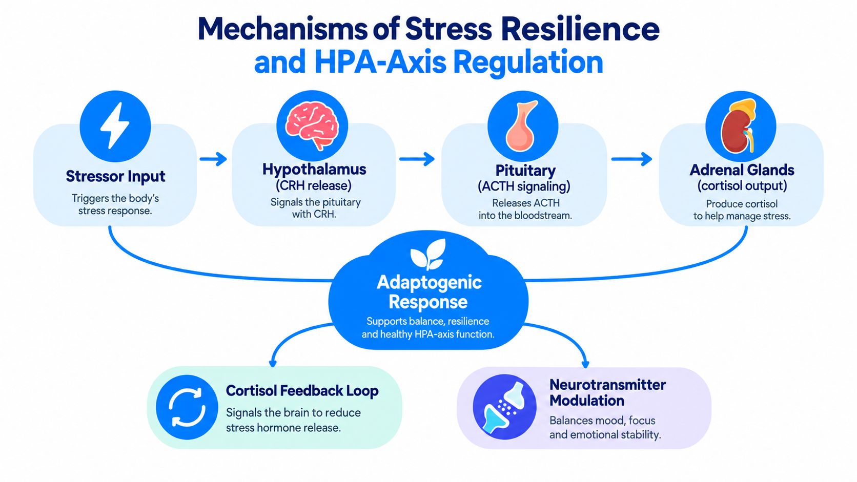 A diagram illustrating the HPA-axis regulation, showing how stressors trigger a hormonal response and how adaptogens support balance.