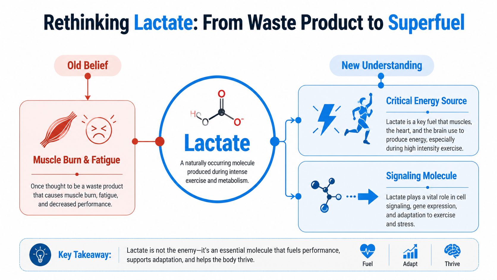 An infographic showing that lactate is an essential energy source and signaling molecule rather than a waste product.