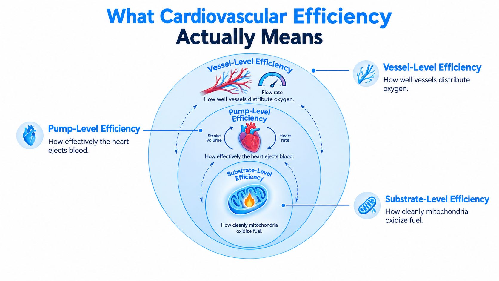 A diagram illustrating cardiovascular efficiency across three levels: pump-level, vessel-level, and substrate-level performance in the body.