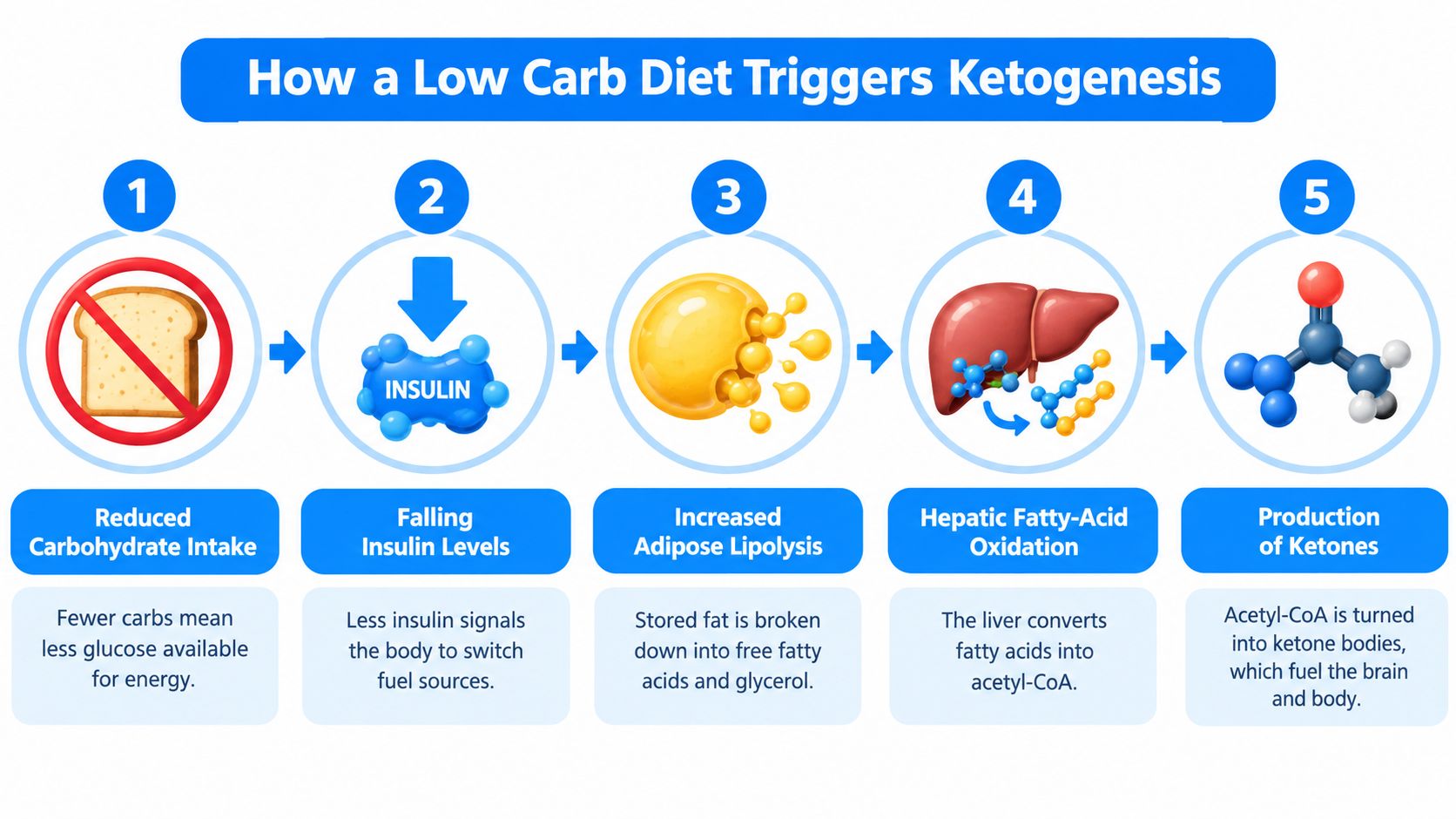 A five-step infographic showing how a low carb diet triggers ketogenesis in the human body.