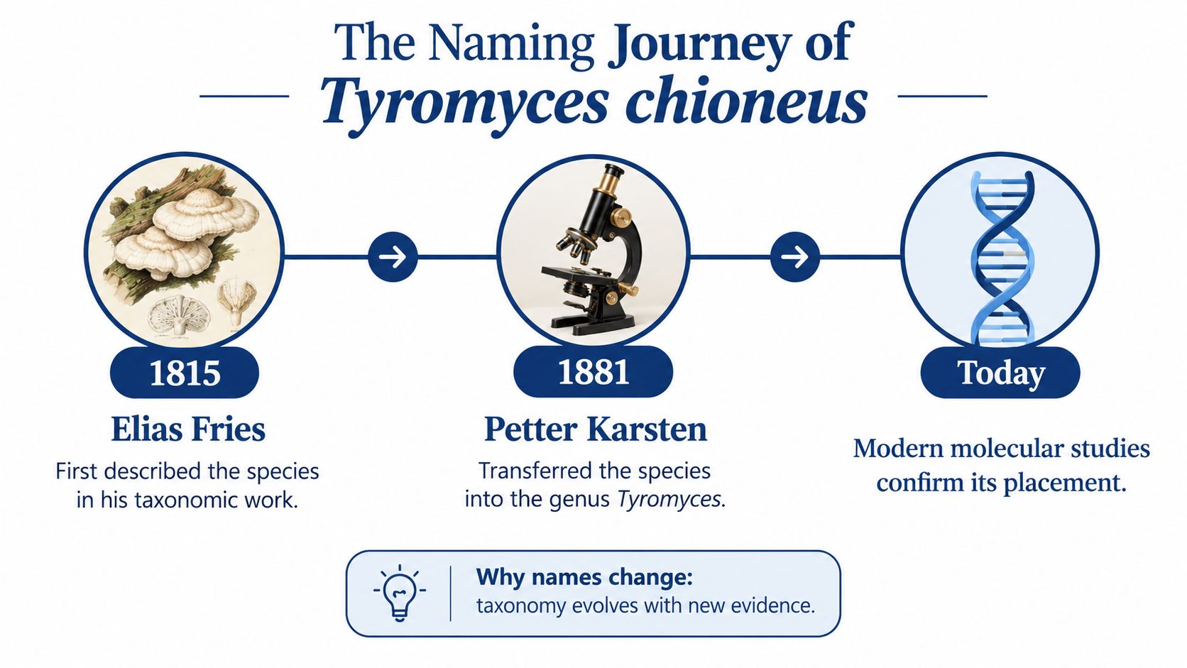 A timeline graphic showing the naming history of the Tyromyces chioneus mushroom from 1815 to today.