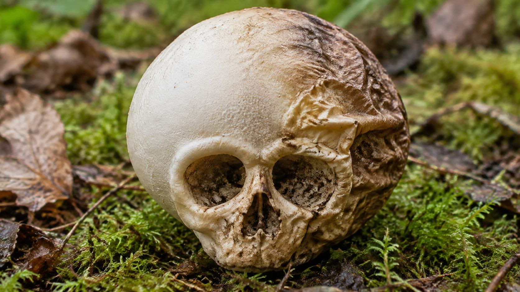 A close-up view of a unique skull shaped puffball mushroom resting on damp forest moss