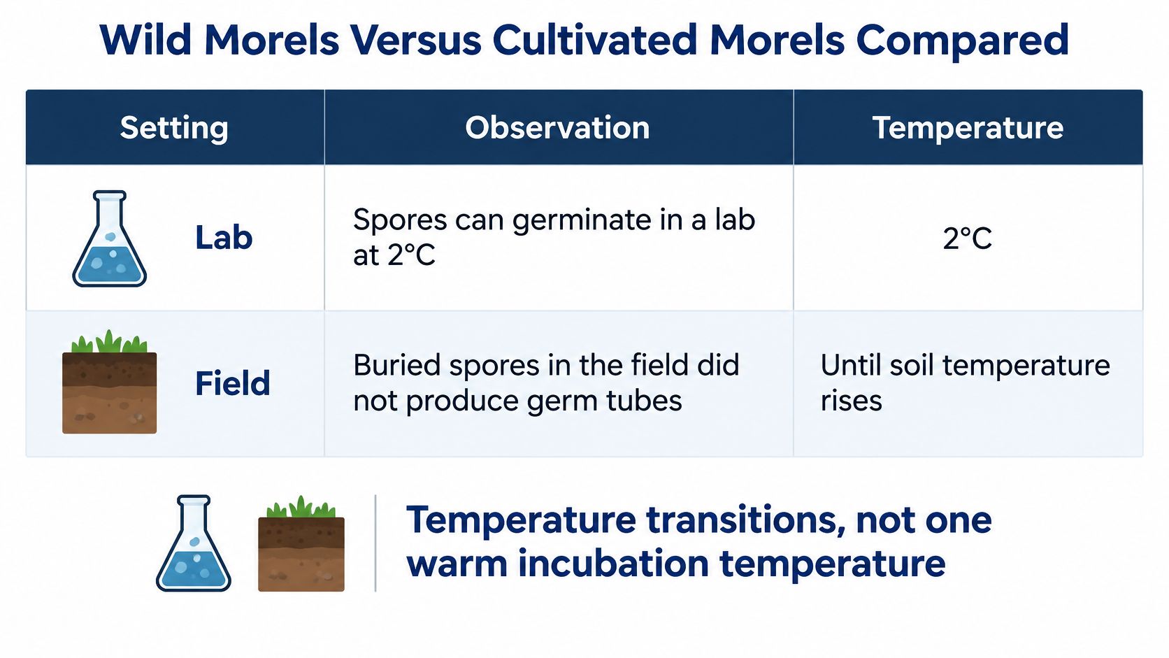 A comparison table contrasting wild versus cultivated morel mushroom spore germination in lab and field settings.