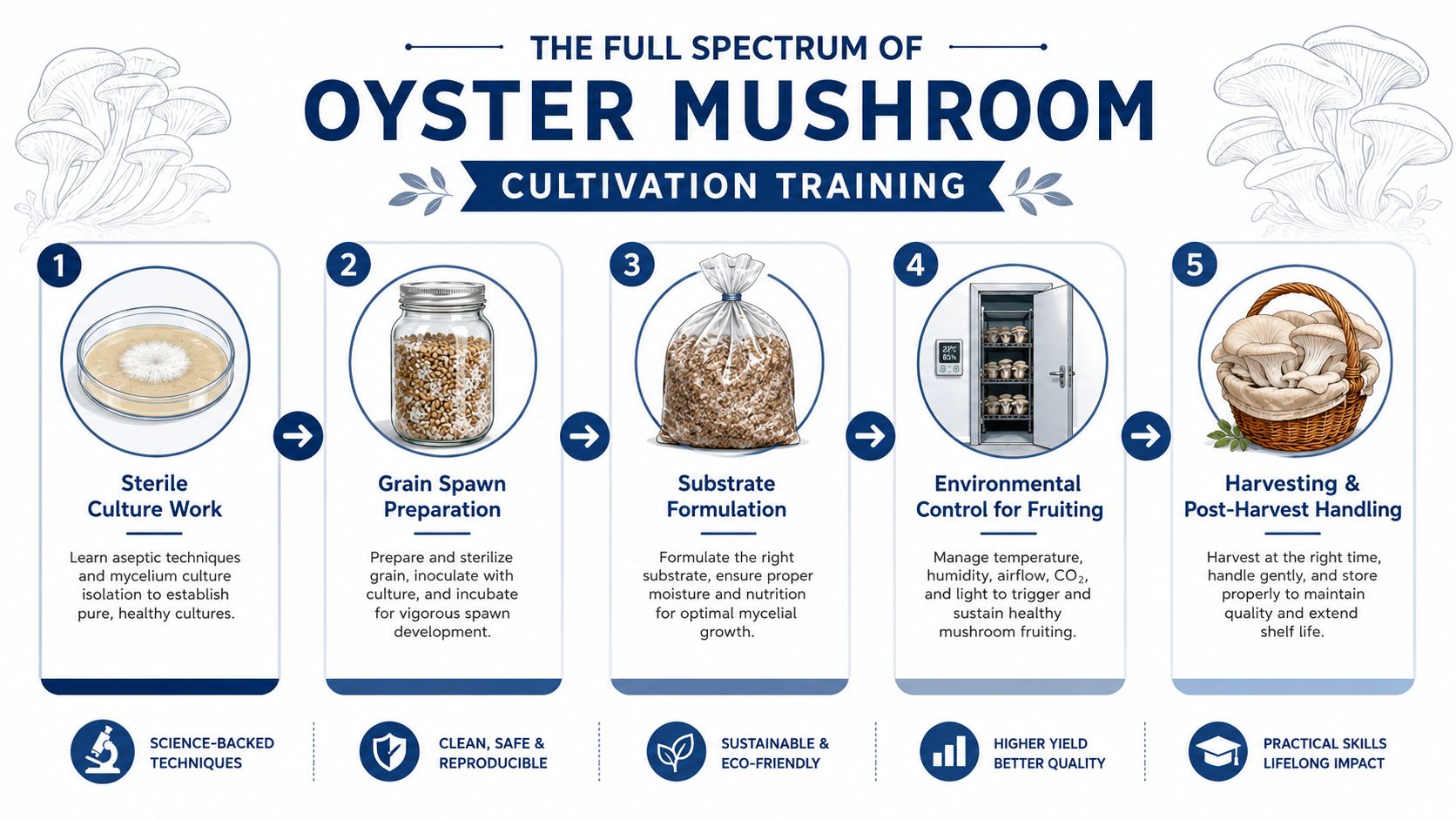 A step-by-step infographic showing the five stages of oyster mushroom cultivation from culture to harvest.