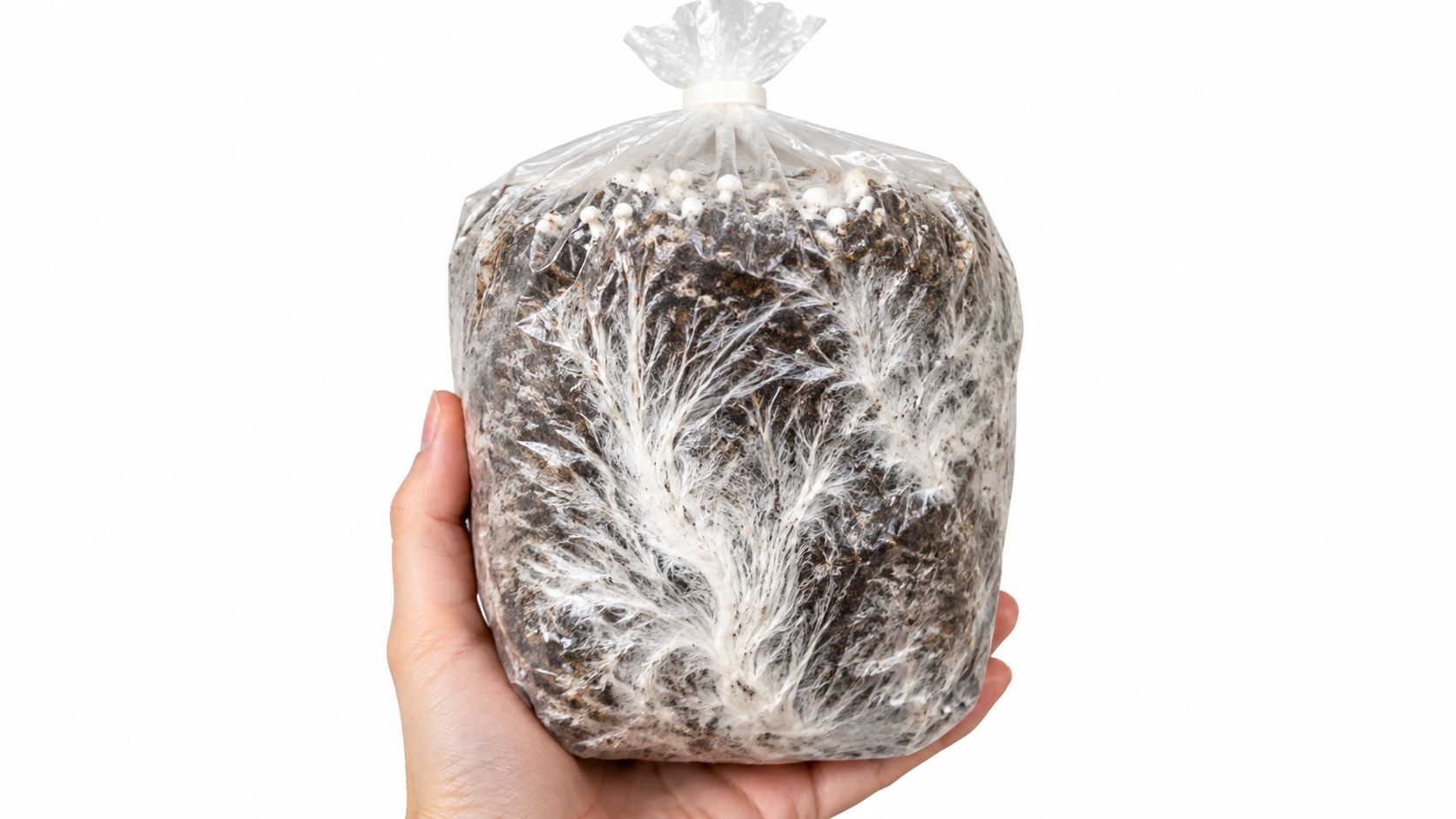 A person holding a clear plastic bag filled with mushroom substrate showing visible white mycelium colonization.