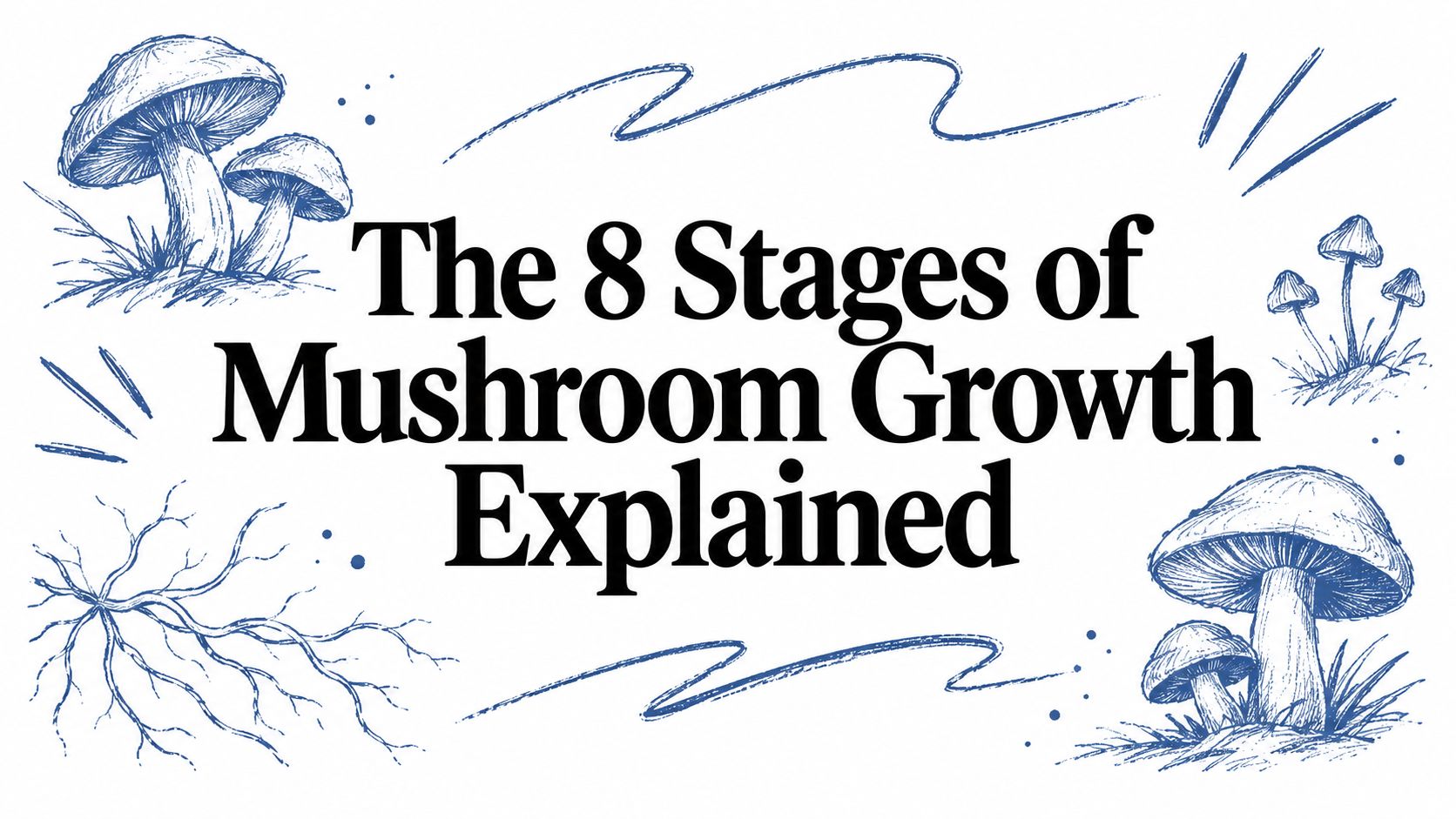 The 8 Stages of Mushroom Growth Explained