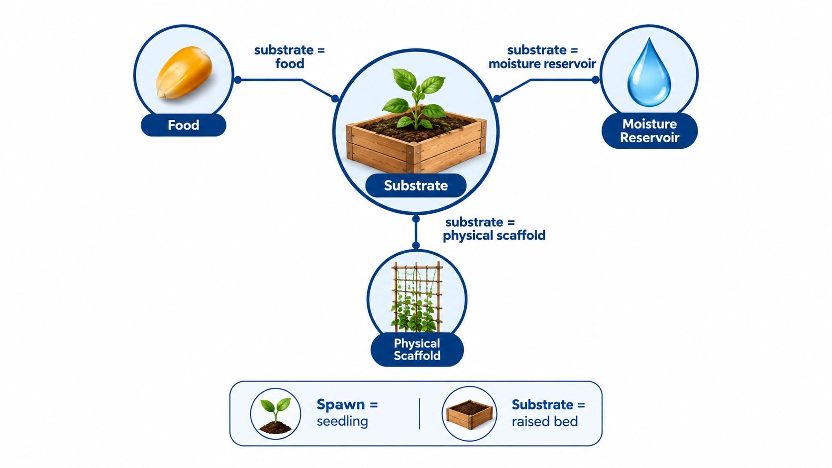 A diagram illustrating the three functions of a substrate as food, moisture reservoir, and physical scaffold.