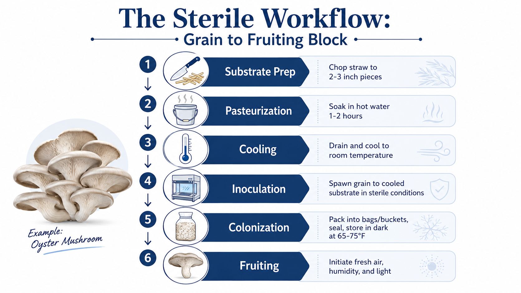 A six-step infographic detailing the sterile workflow process for growing oyster mushrooms from substrate to fruiting.
