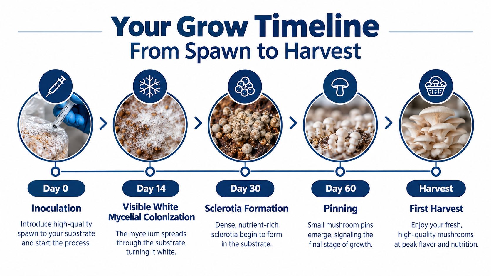 An infographic showing a five-step grow timeline from mushroom inoculation on day zero to final harvest.