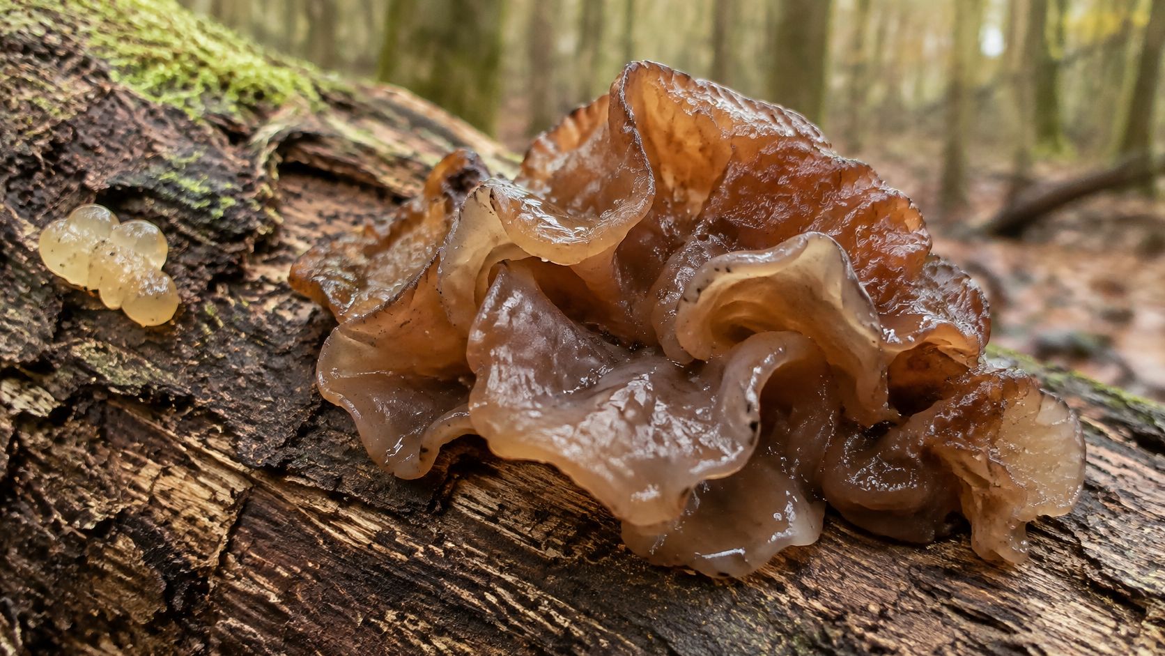 A close-up view of a brown jelly fungus growing on a mossy fallen log in a forest.