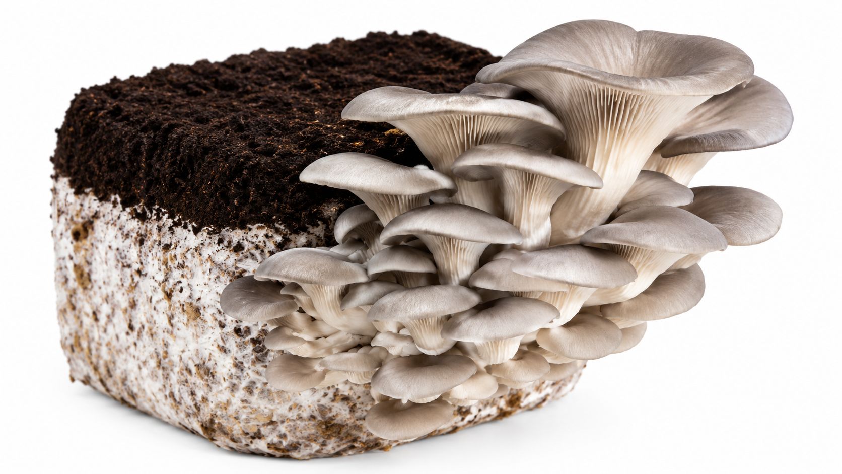 A cluster of oyster mushrooms growing from a substrate block on a white studio background.